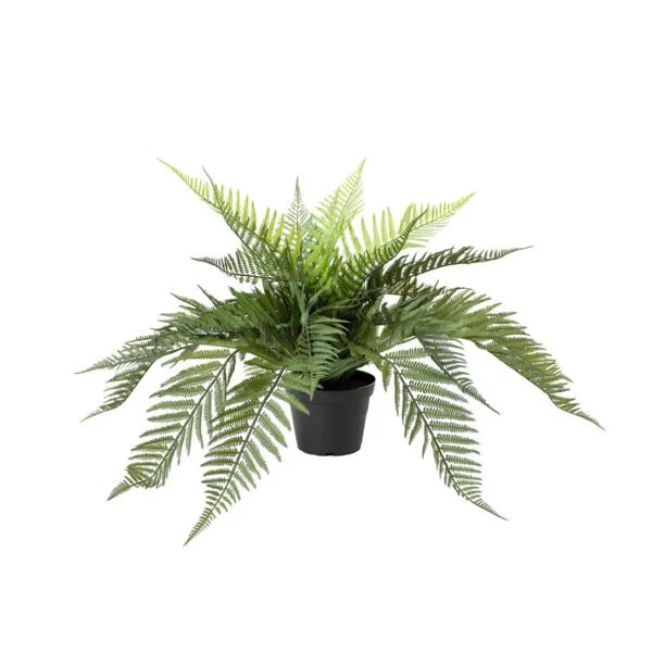 Fern.jpg