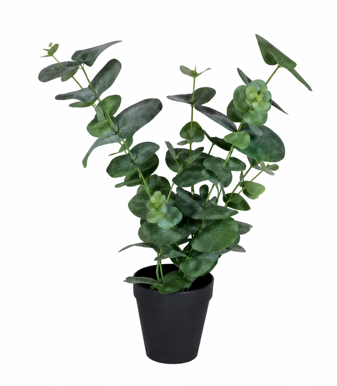 Eucalyptus.png
