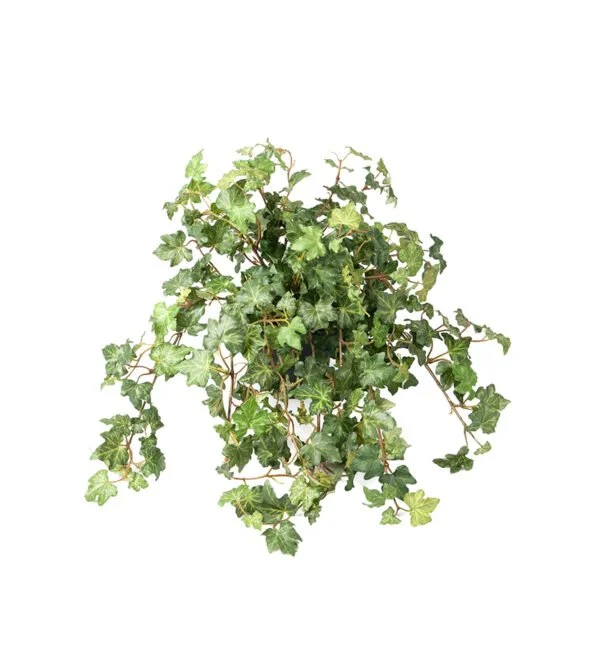 Ivy.jpg
