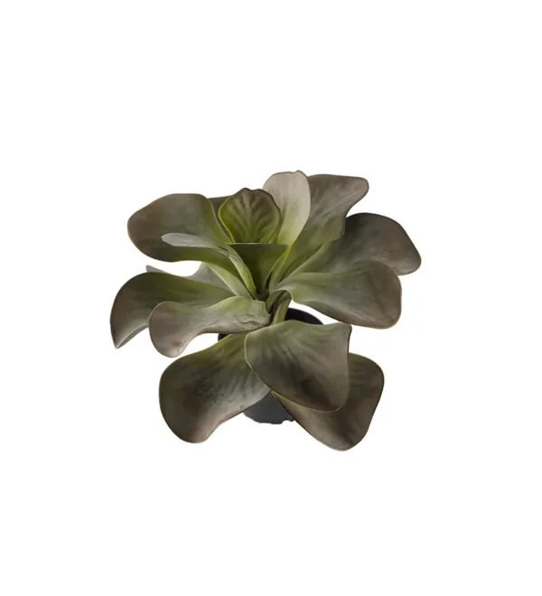 Kalanchoe.jpg