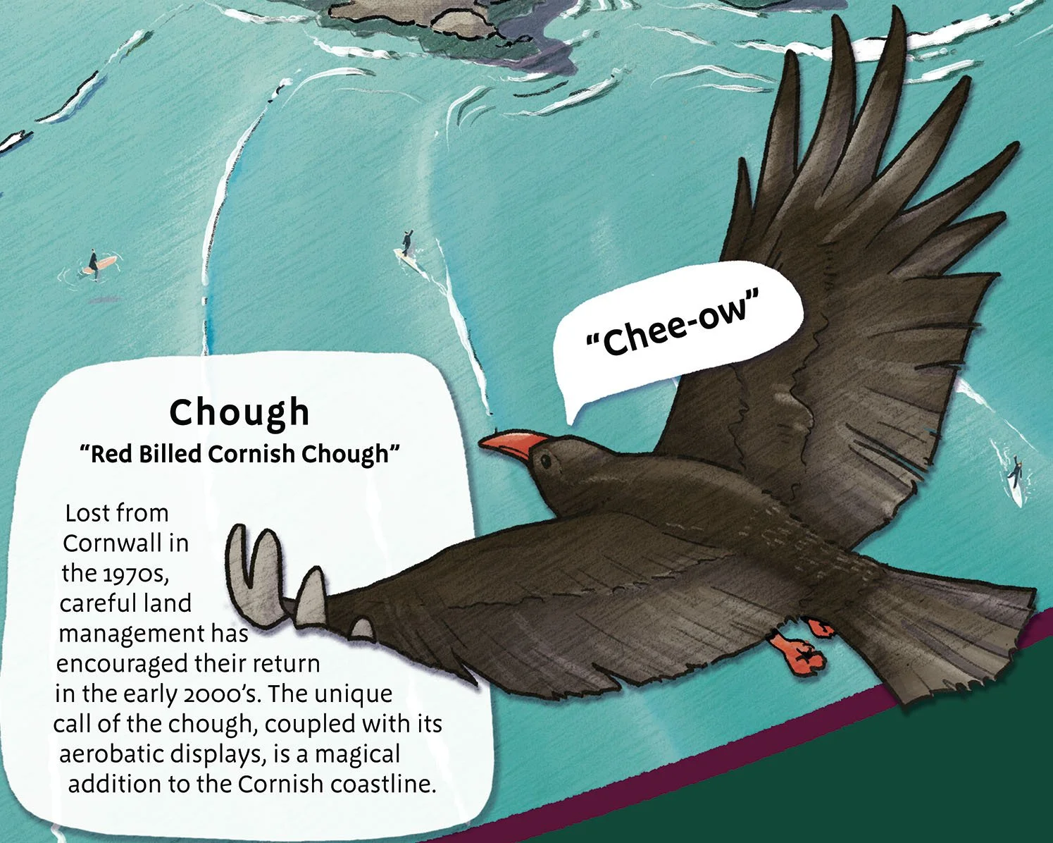 Showing the unique call of the 'Chough'.
