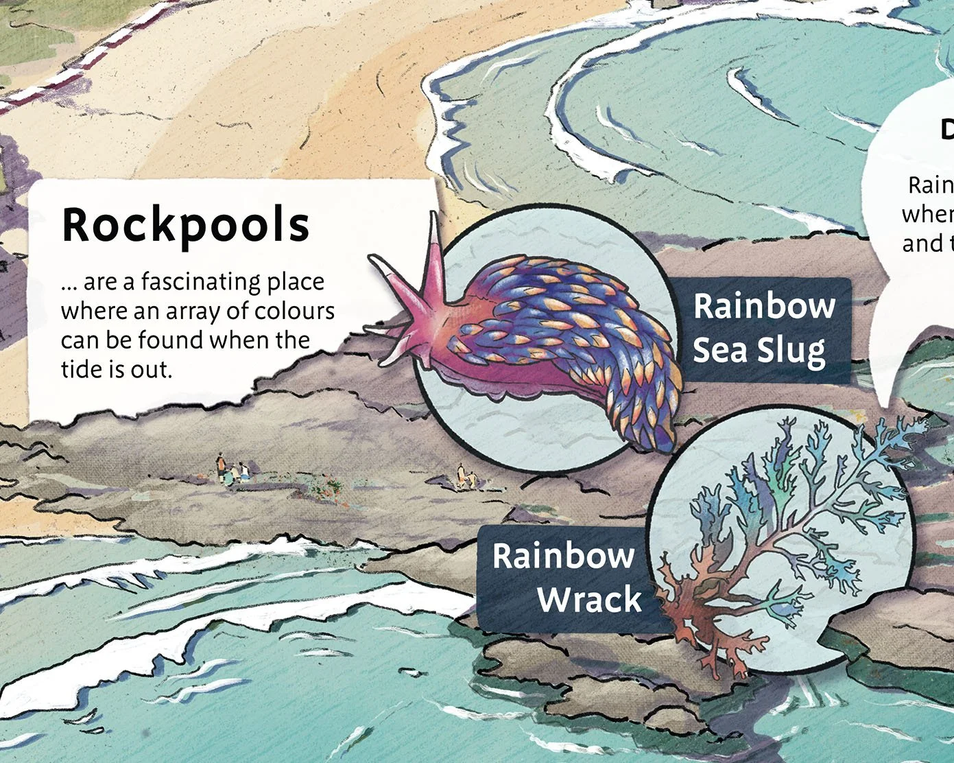 My favourite, the 'Rainbow Sea Slug'