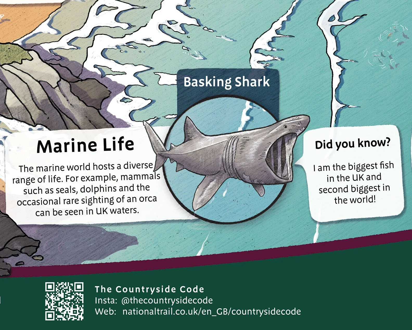 The 'basking shark' telling fun facts!