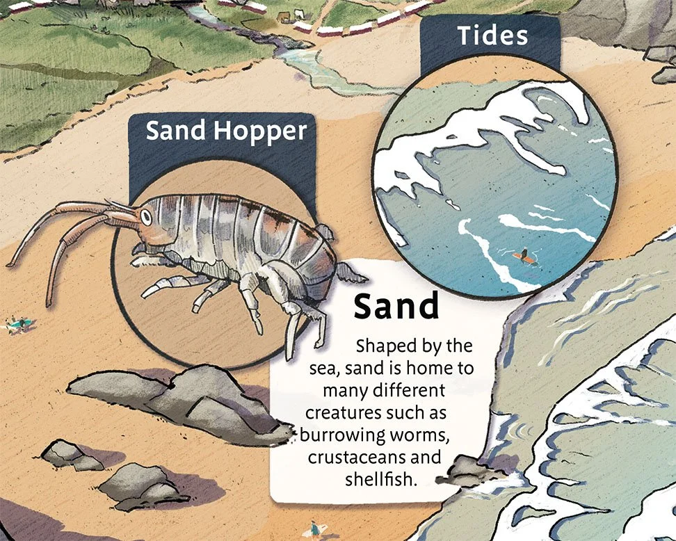 Pop out illustrations showing the tide at different times.