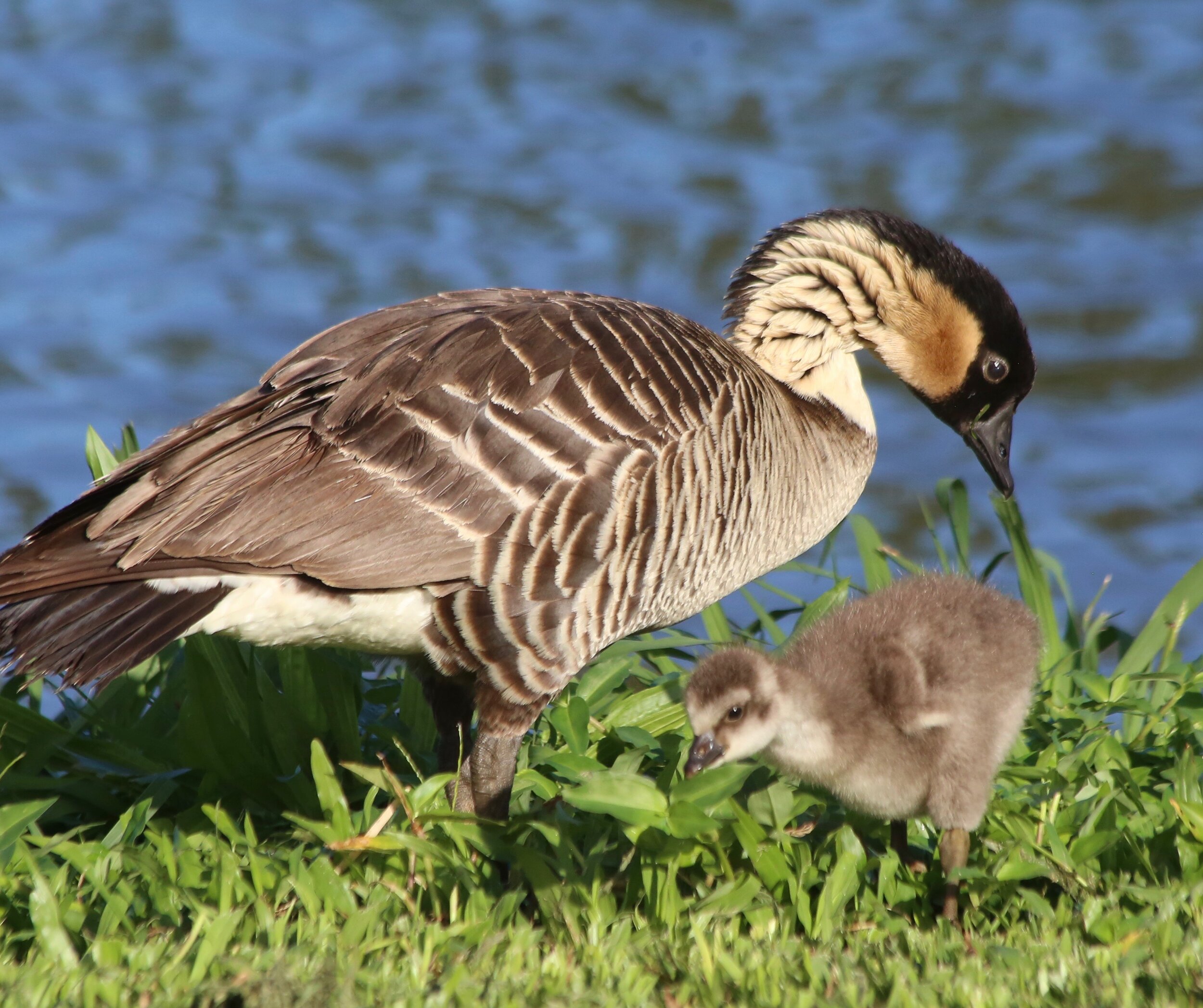 Photo: Nene (Hawaiian goose) and gosling ©Hob Osterlund