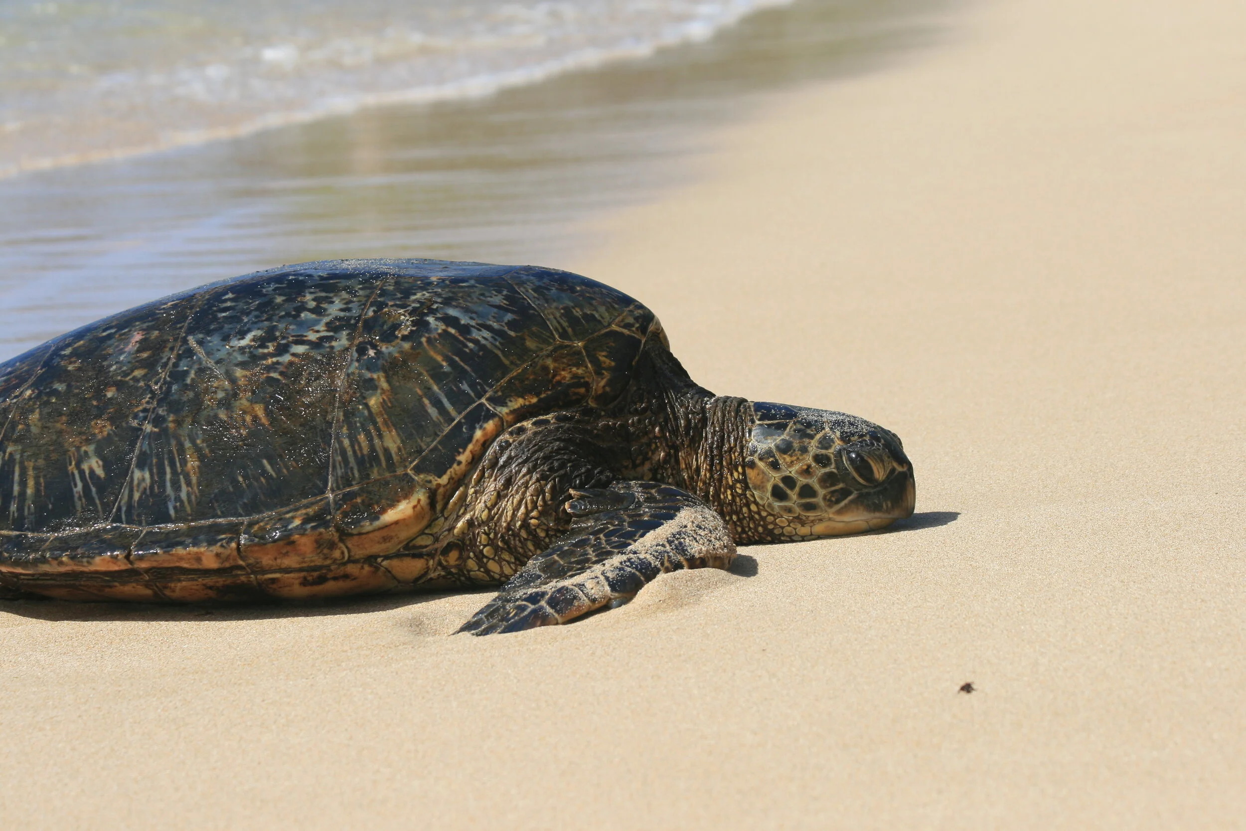 Photo: Honu (Green Sea Turtle) ©Hob Osterlund
