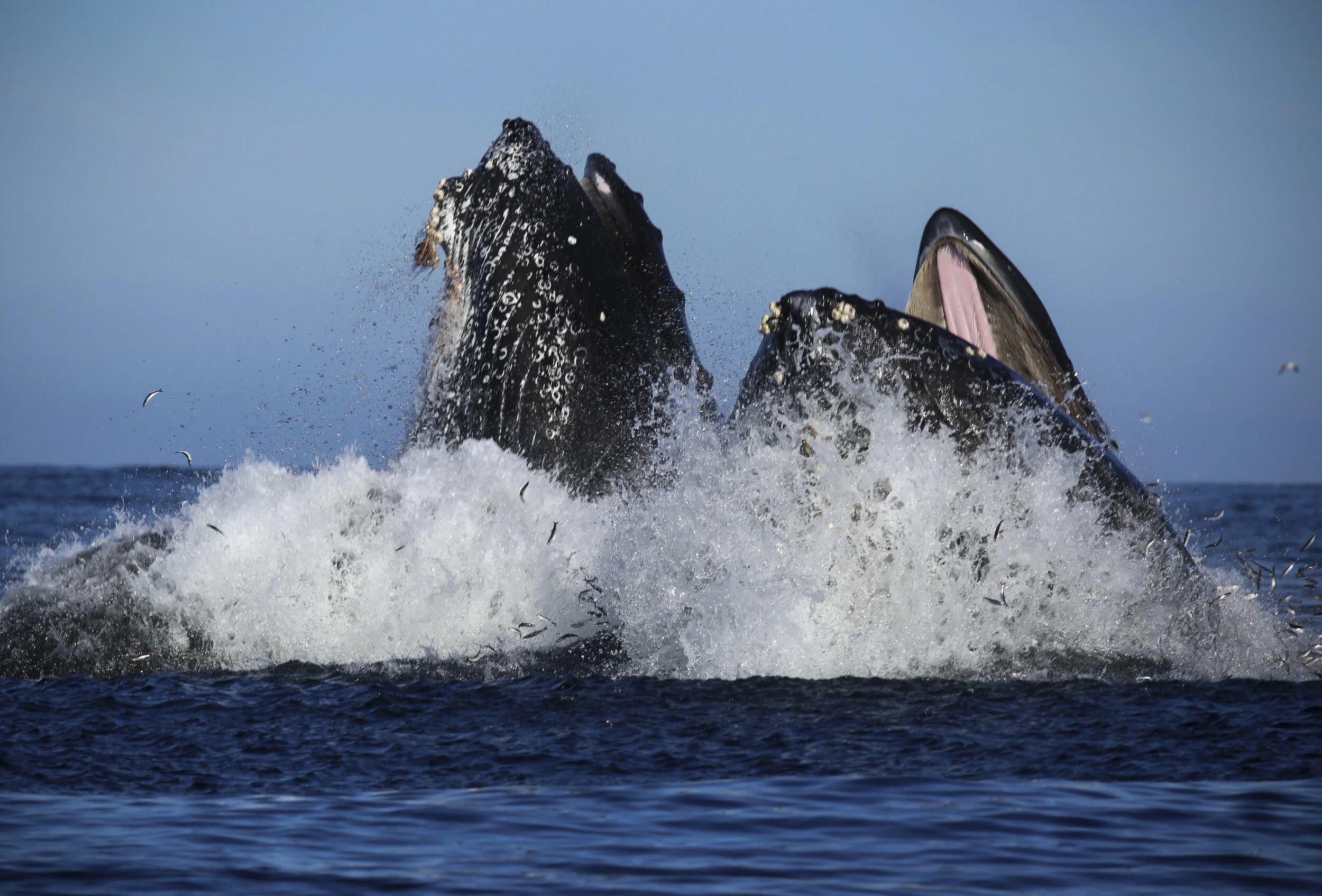 Photo: Kuapio Kohola (Humpback Whale) ©Hob Osterlund