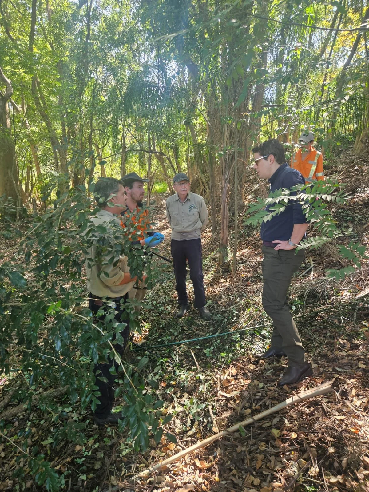 Have you heard of Cats Claw Creeper?