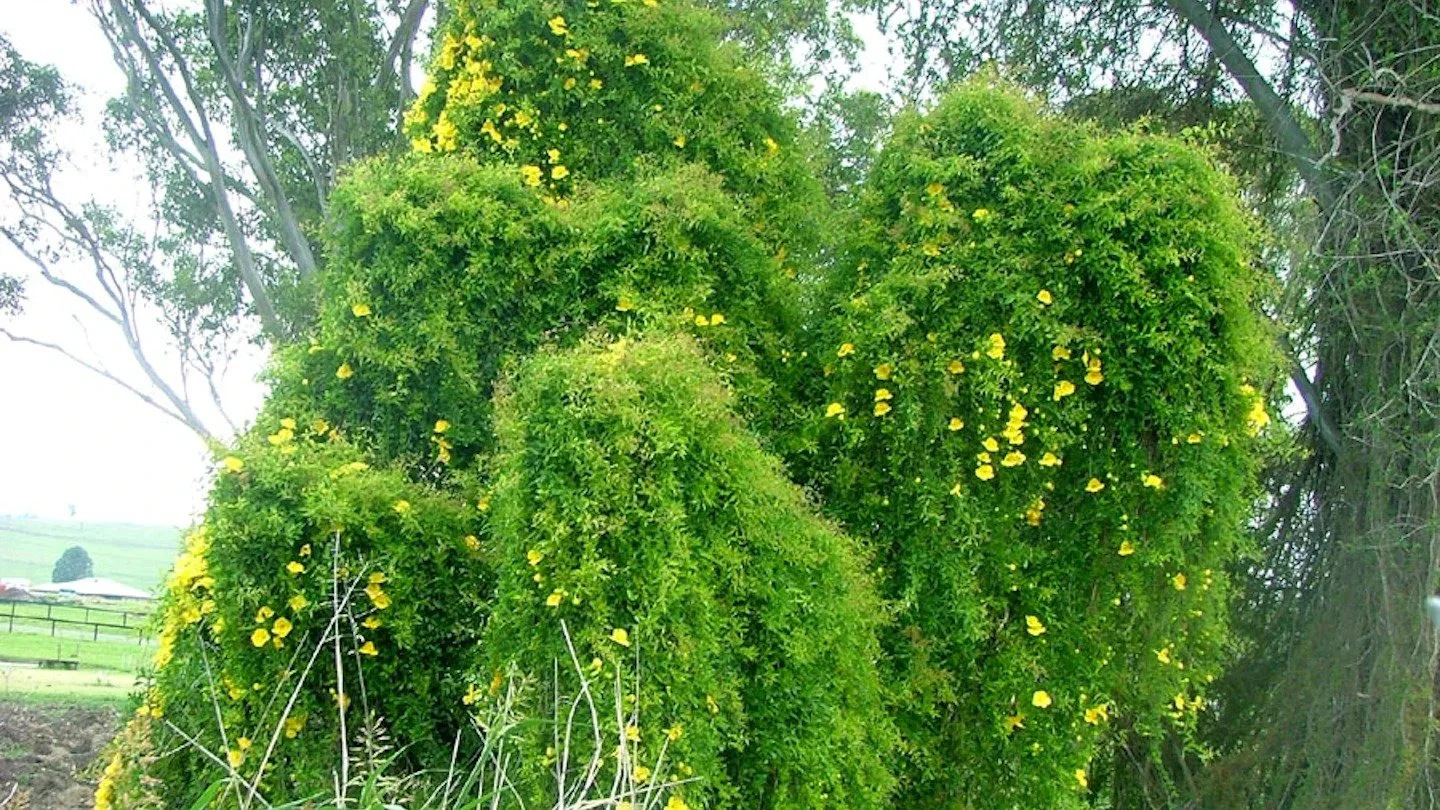 WhatsApp Image 2024-09-26 at 2.56.20 PM.jpeg