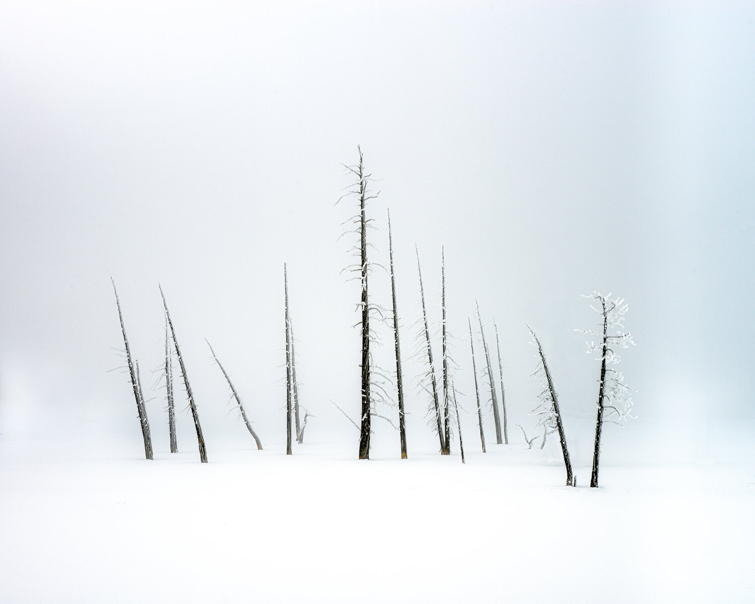 Dead Trees in Mist  Brian Clark   Nikon D800  Nikkor 28-70mm f2.8 57mm f11 1/60s ISO 100    brianclarkphotography.com   This image was made in Yellowstone National Park on a February morning when the temperature was minus 20C. The early morning mist initially shrouded everything but gradually it cleared to reveal this stark minimalist scene.  “A truly minimalistic yet strong composition that caught my eye. This photograph is the embodiment of a perfect use of negative space. The absence of horizon challenges your sense of perspective which keeps you captivated and engaged.”   Cath Simard   "This a beautifully composed image, I particularly liked the soft transition of tones from a soft blue to the whites of the snow. The composition has been carefully considered, each branch neatly separated from each other, with the hint of mist in the background finishing it off nicely. A superb minimalist image."  Stuart  McGlennon