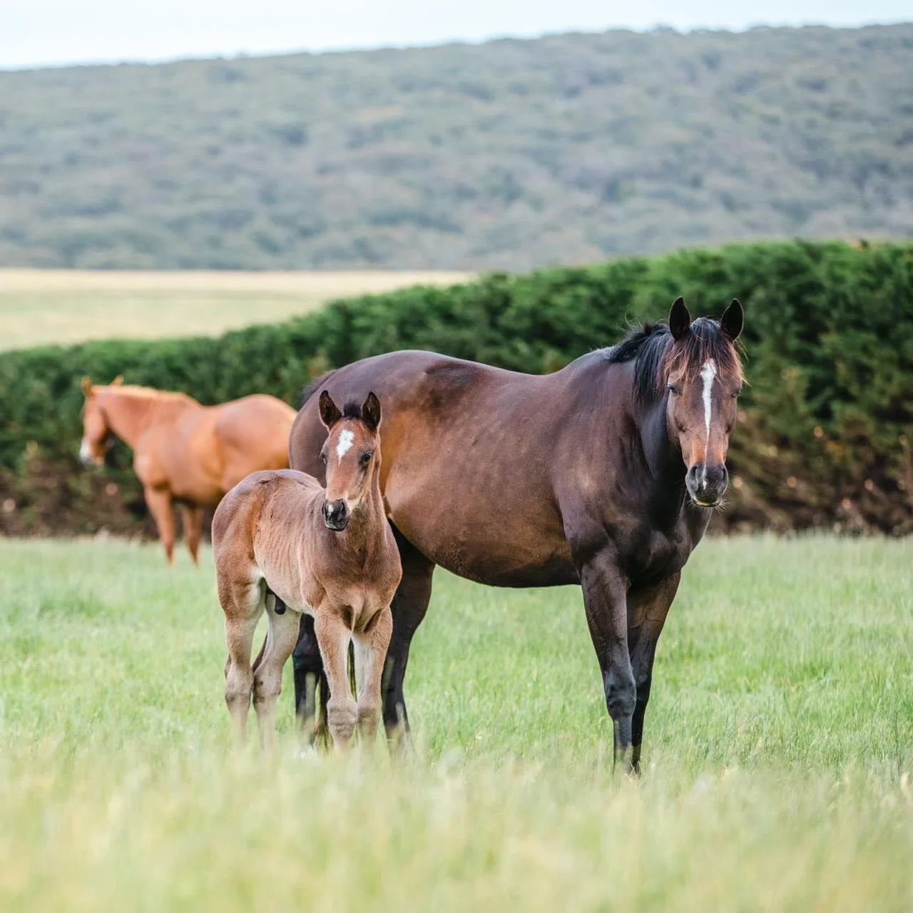 Happy Mother&rsquo;s Day to all the incredible mums, in the paddock and out! 🌸🐎 

#MothersDay #HappyMothersDay #Thoroughbred #HorseRacing #Broodmare