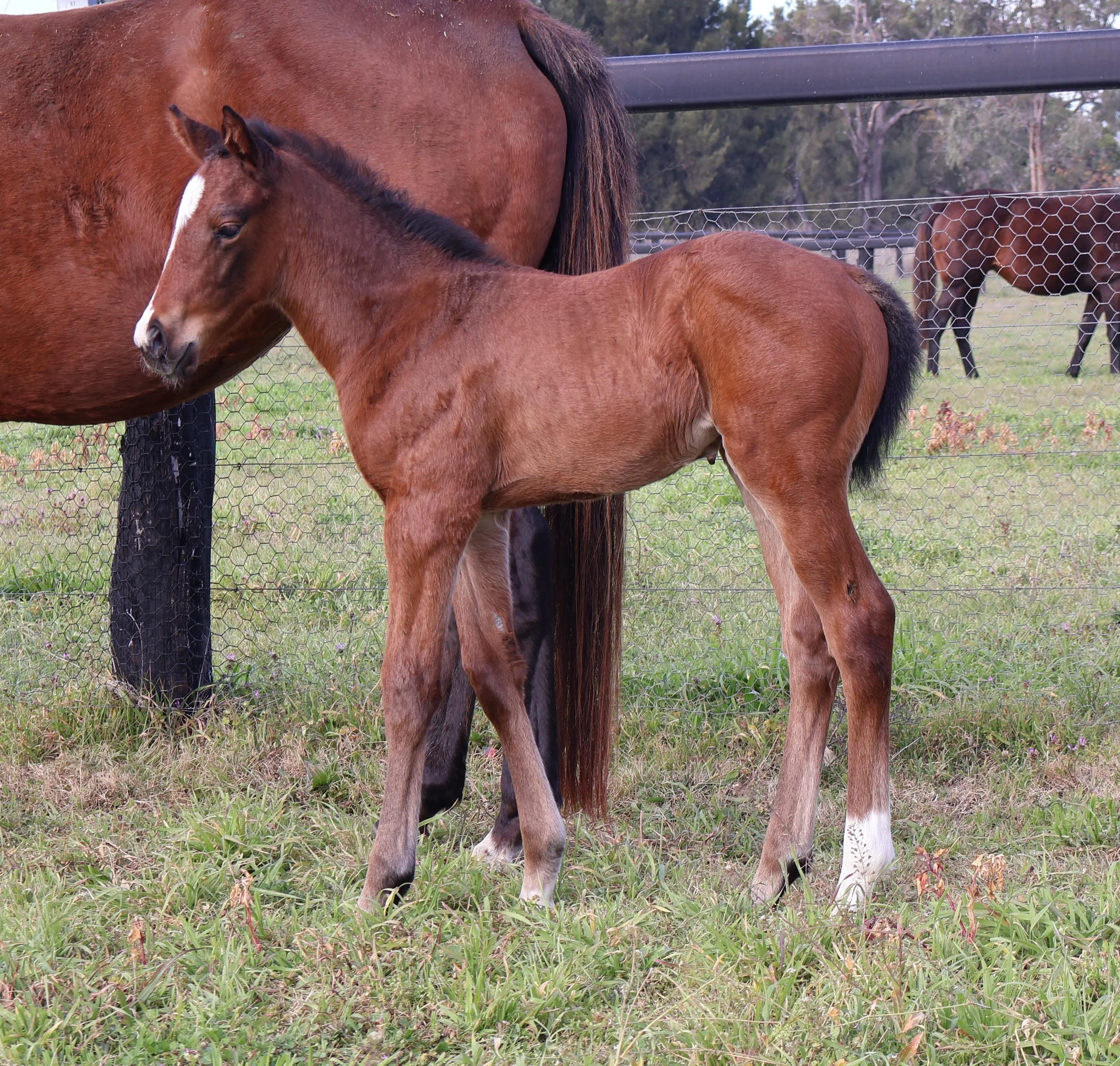 Regal Vow/Southport Tycoon Filly 26'