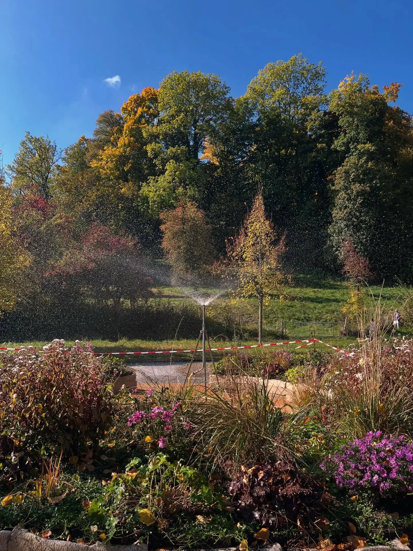 Die Bienen sind schon da und tun sich in den Bl&uuml;ten der Herbstaster was Gutes! 
Das ist der Blumenring f&uuml;r positive Rituale und einen gesunden Selbstwert im Lifegarden Z&uuml;rich.
Bald schon kann man hier in kleinen &Uuml;bungen Selbsf&uum