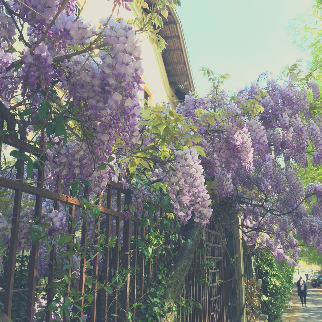 Mother Nature + What She Reminded Me During COVID - 19