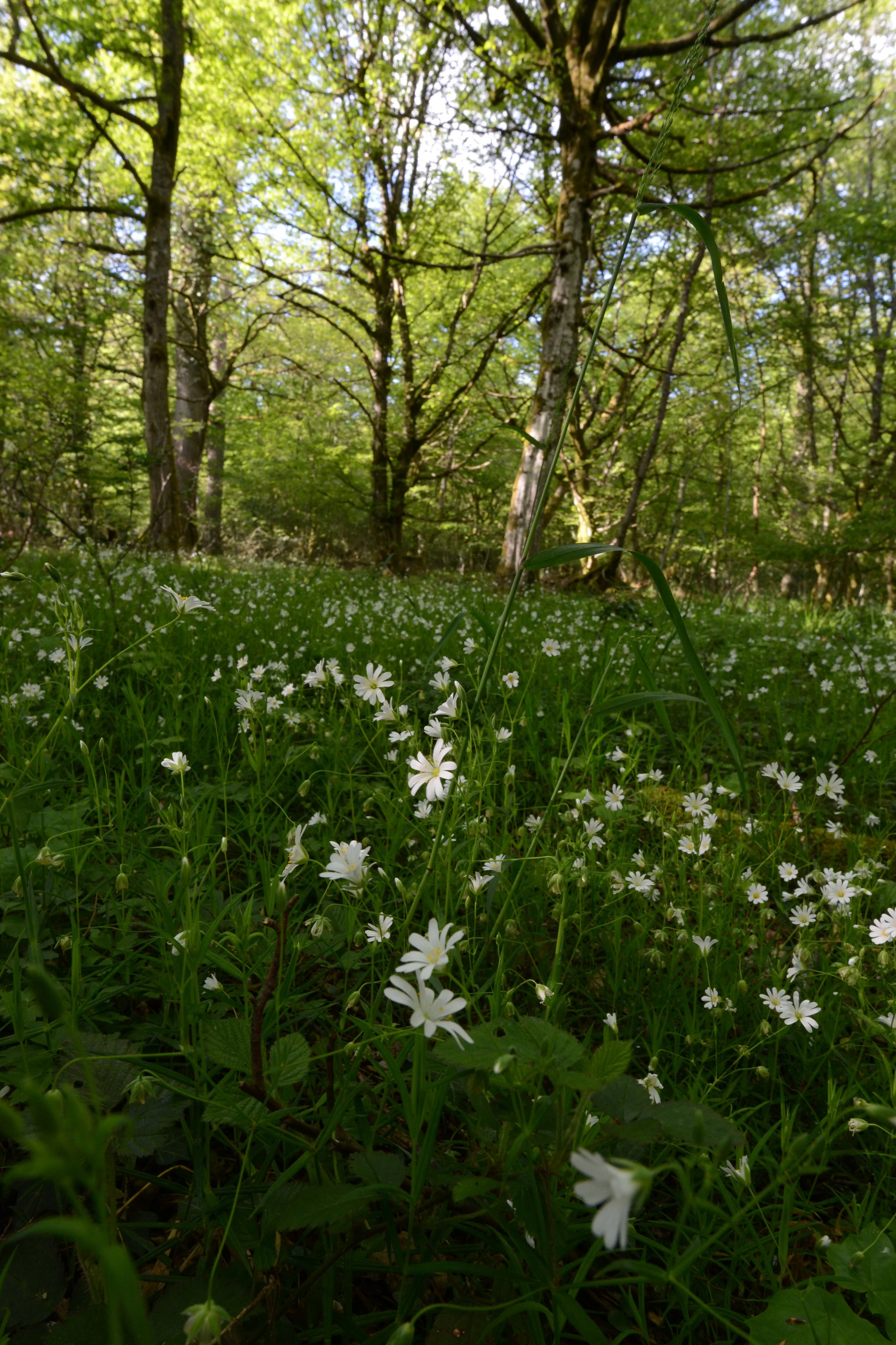 DSC_8600.JPG
