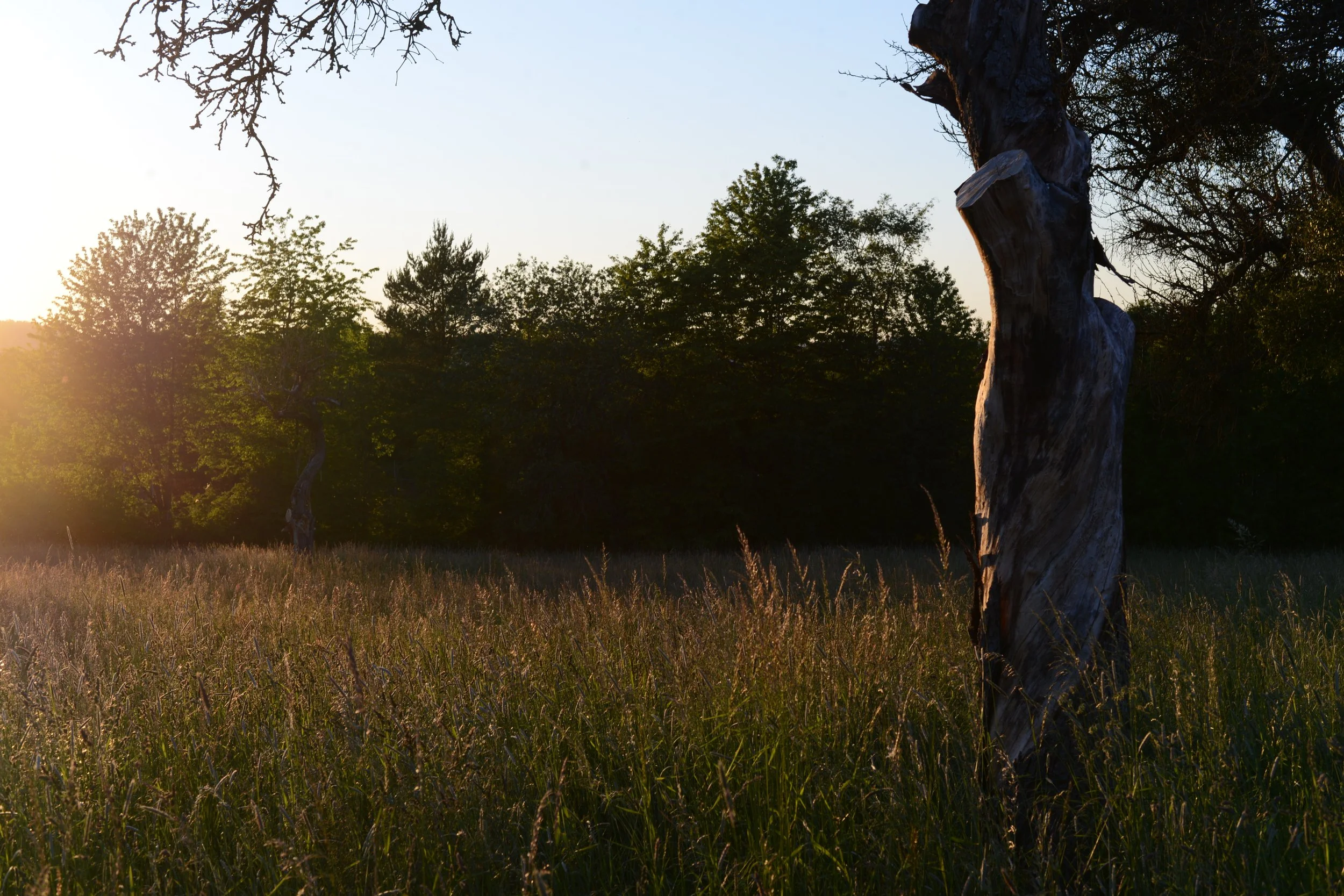 Shinrin- Yoku im Sommer 
