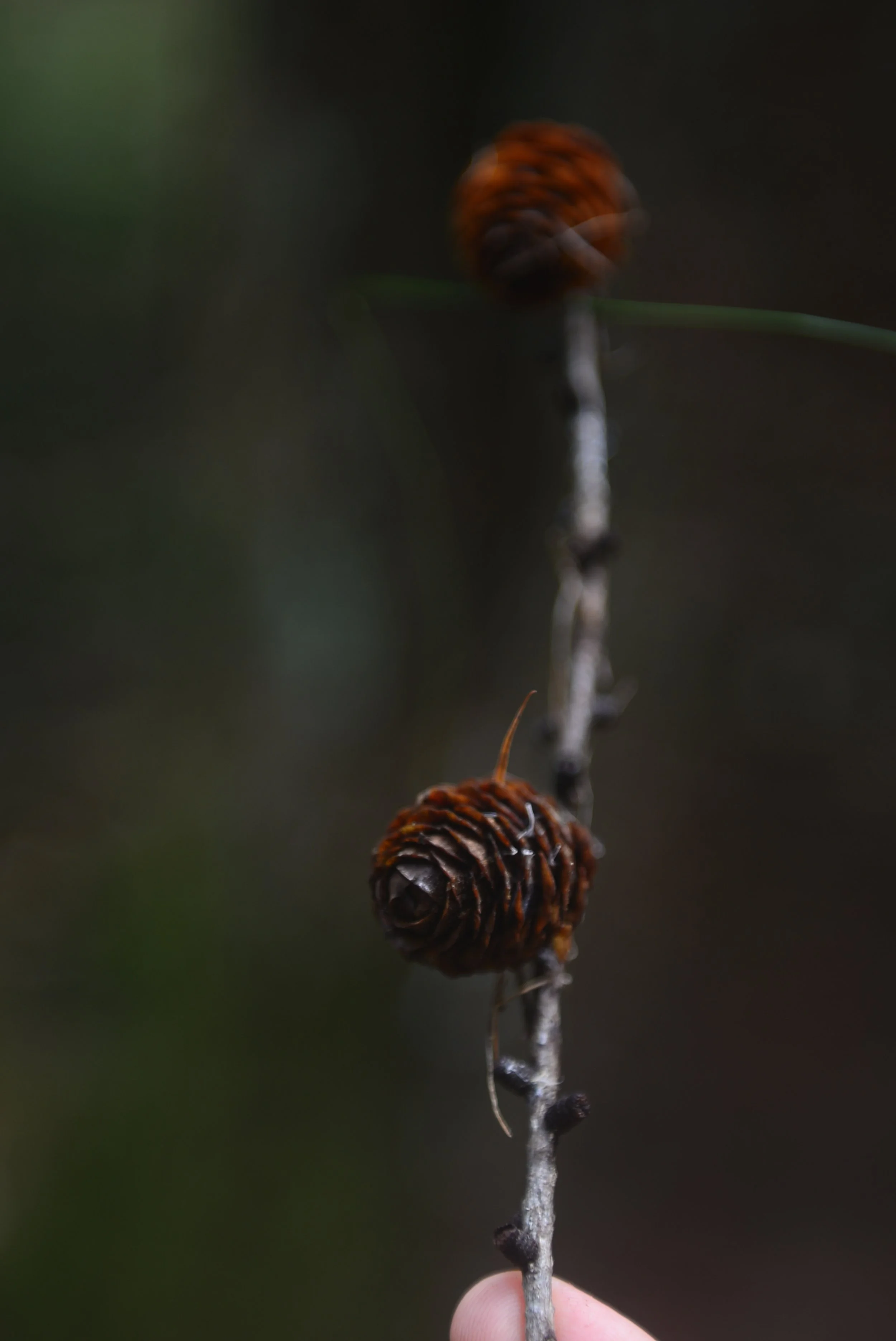 Eintauchen in einem dunkeln Wald 