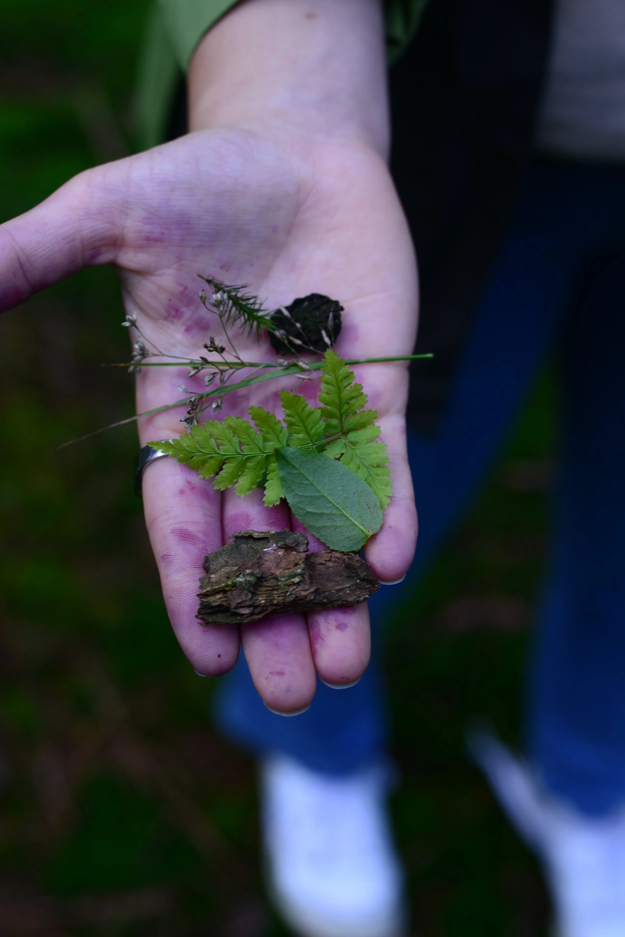 Der Wald im Frühling - 7 Impulse für alle Sinne