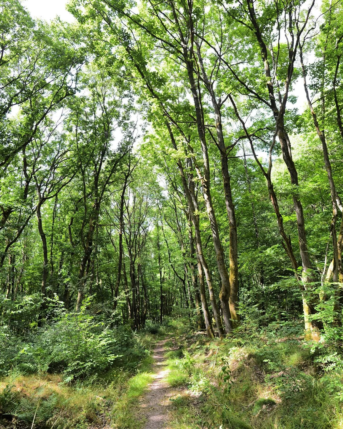J E D E N  T A G  E I N  B I L D 💚

&bdquo;Der Wald geh&ouml;rt zu den besten Tankstellen, wo man seine Batterien wieder aufladen kann.&ldquo; (Ernst Fertl)

Sch&ouml;nes Wochenende 💚

Waldbaden#langsam#slow#regeneration#young#new#energy#focus#conc