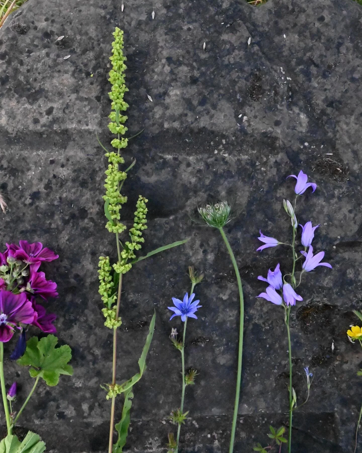 S I N N L I C H 🌸 

Heute Abend nach den Klavierunterricht bin ich etwas in die Sonne gegangen, da Sie heuteabend ein wunderbares warmes Licht zeigte. Dort wo ich vor einige Zeit die Rasenm&auml;her (Stadtgr&uuml;n)  fragte ob Sie bitte einmal nicht