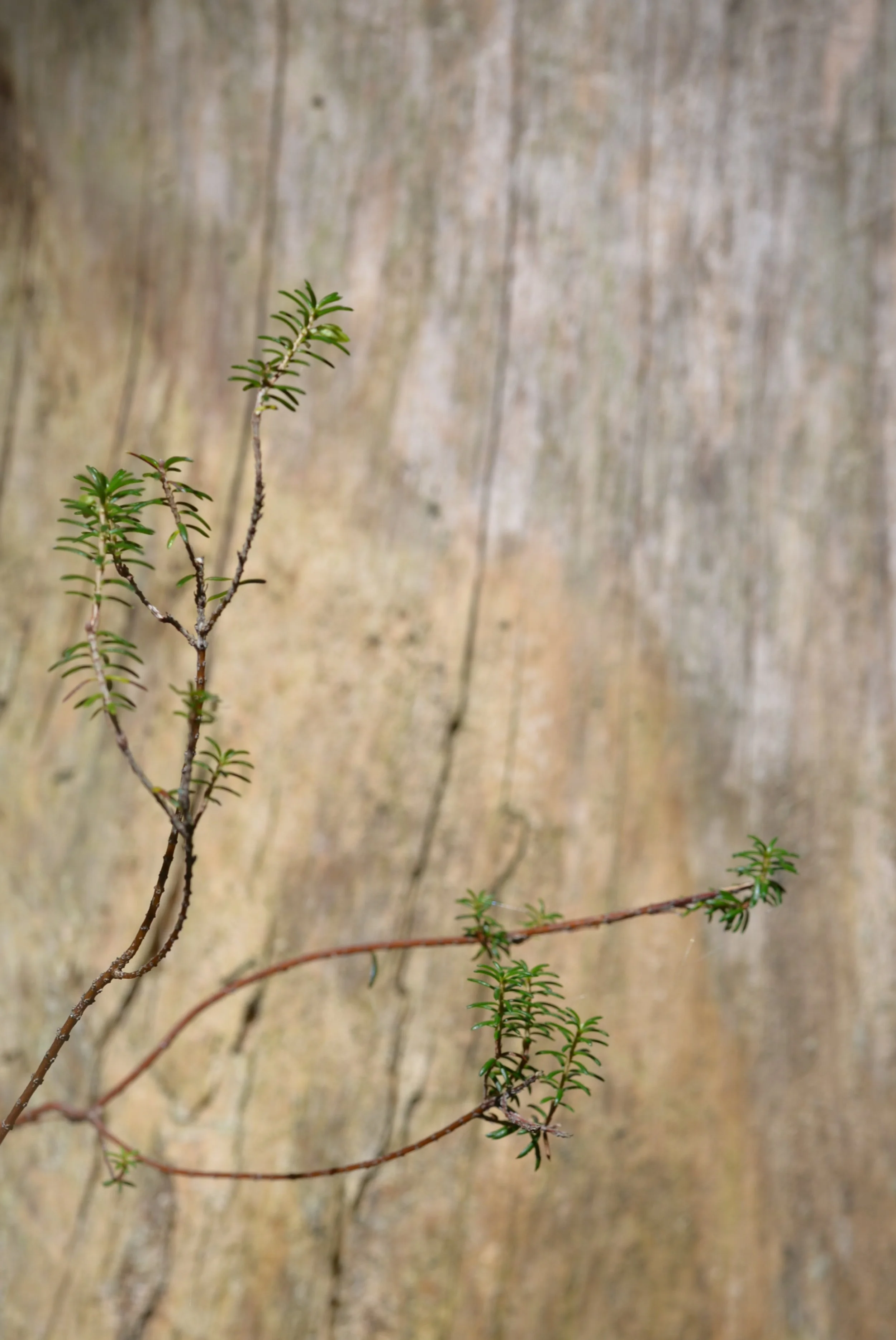 DSC_1030.JPG