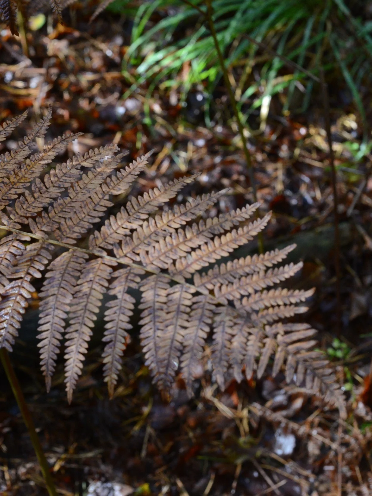 DSC_7020.jpg