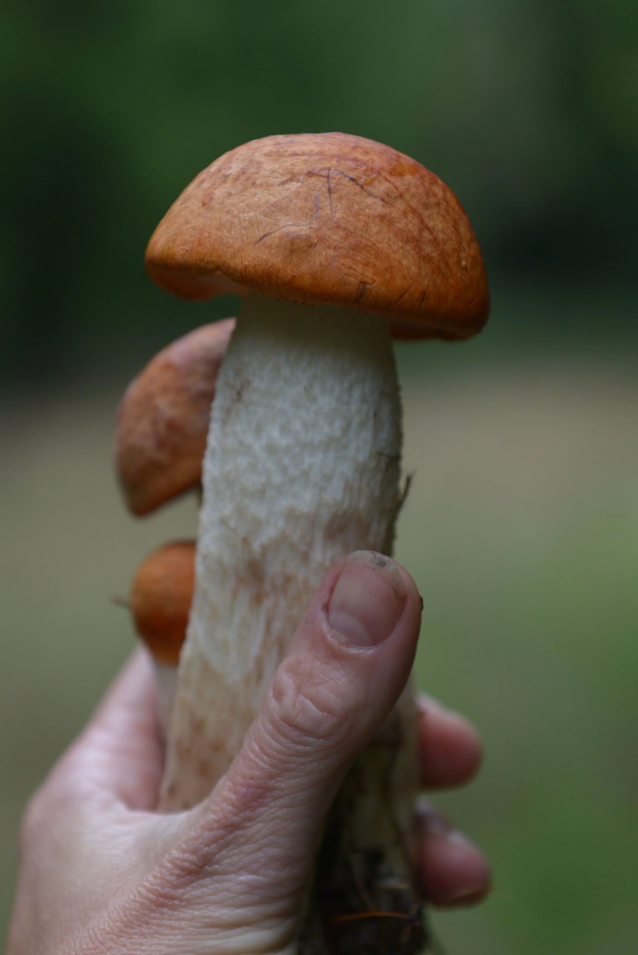 DSC_1741.JPG