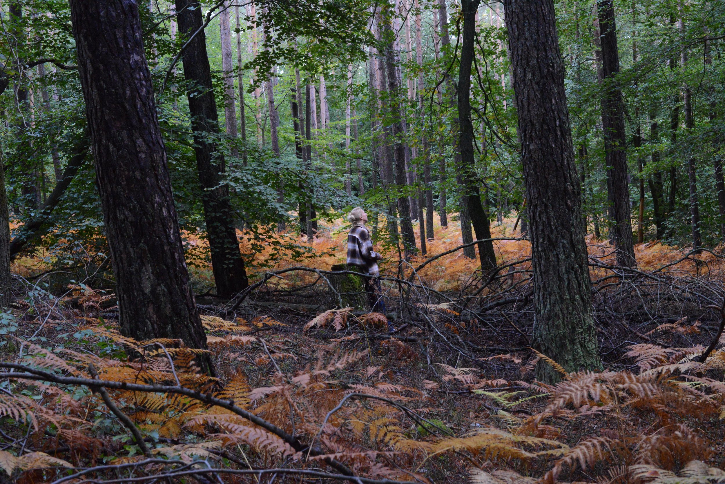 In der Reihe "Shinrin Yoku im Rhythmus der Jahreszeiten