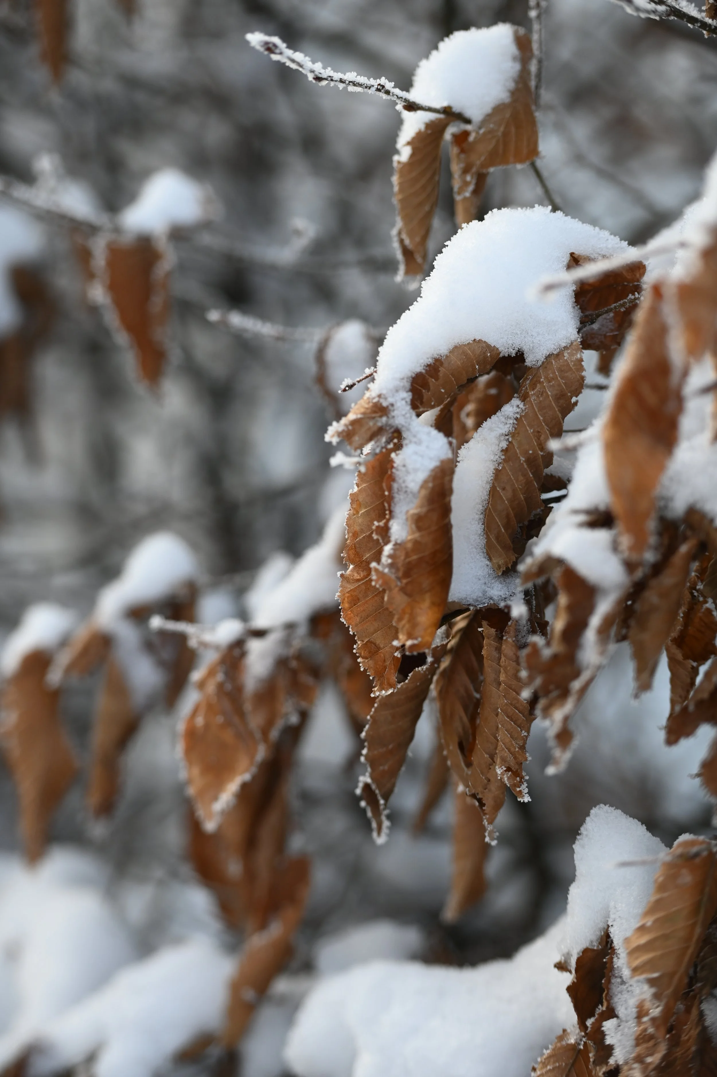 DSC_5930.JPG