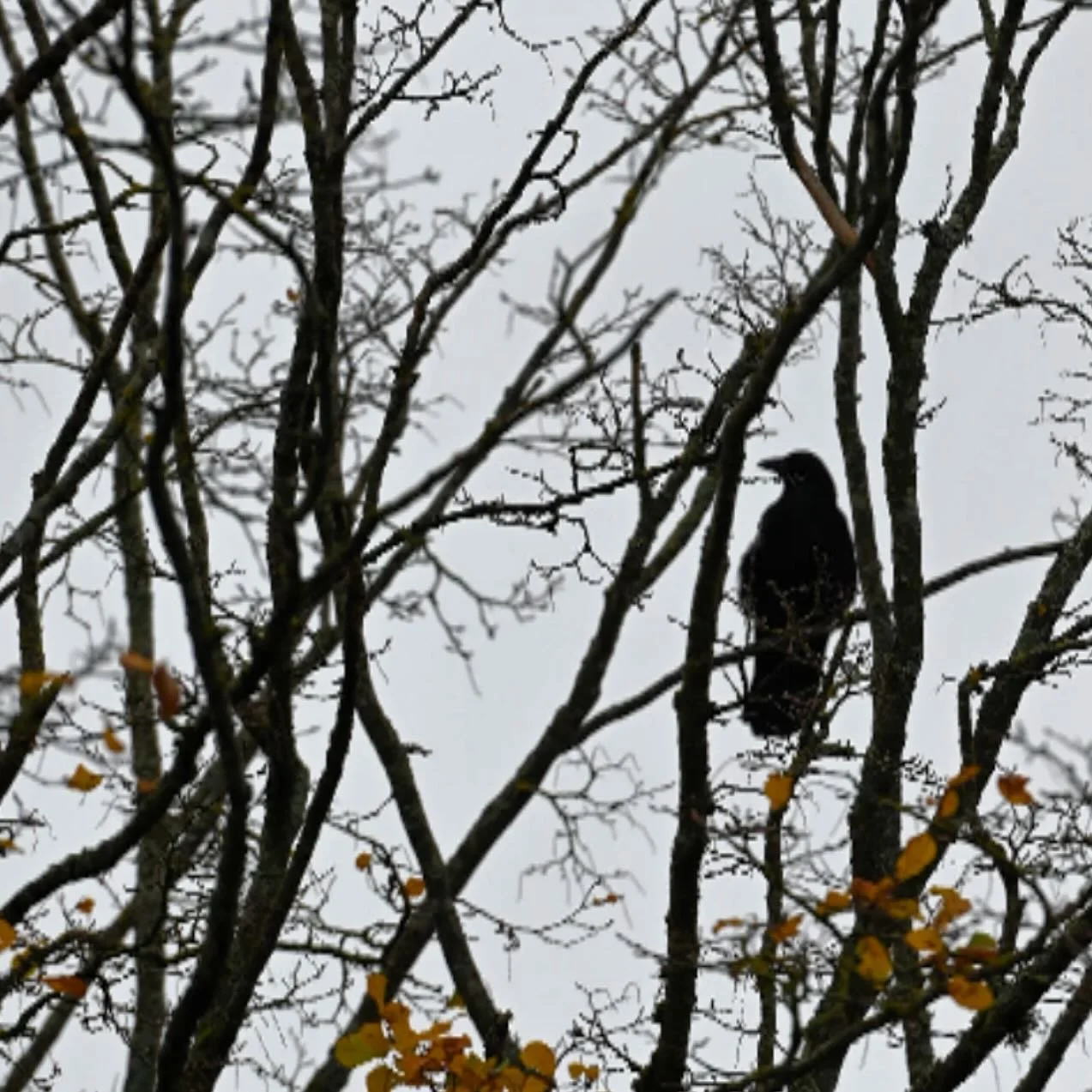 D E R  R A B E 🐦&zwj;⬛ November 

In letzer Zeit fallen mir die Raben auf. Heute Morgen nach dem Waldbaden entdeckte ich dieses Tier in schwarz. Aber mittlerweile sind Sie &uuml;berall in unserem viertel zu sehen und werden auch manchmal richtig lau