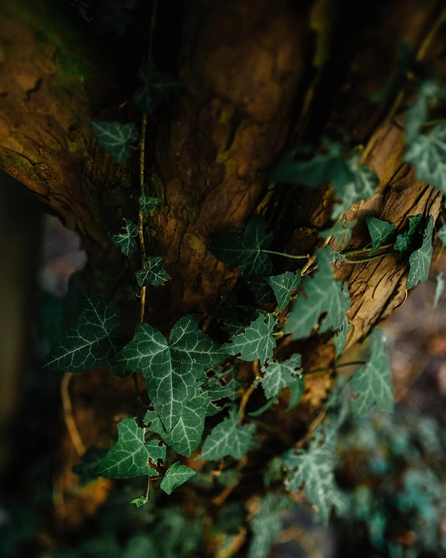 S P &Auml; T H E R B S T 🌳 

Diese Monat gibt es sehr viele Highlights und  sehr viele liebe Menschen die mich unterst&uuml;tzen.  Ganz ganz lieben Dank 🌸 💚

Photocredits: @lebenskunst_photography 

Naturcoach#regenerativwirtschaften#trier#luxembu