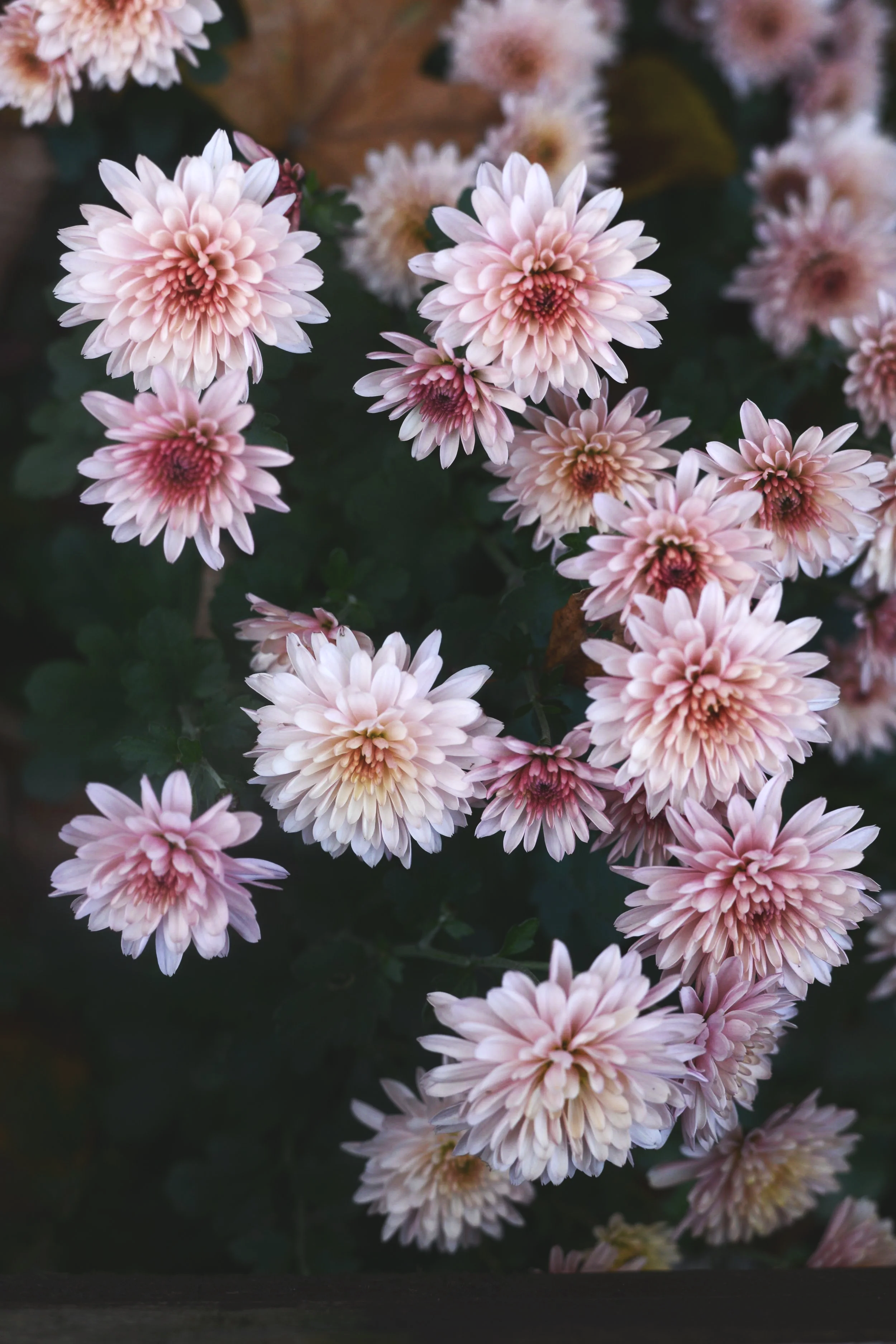 DSC_2056.png