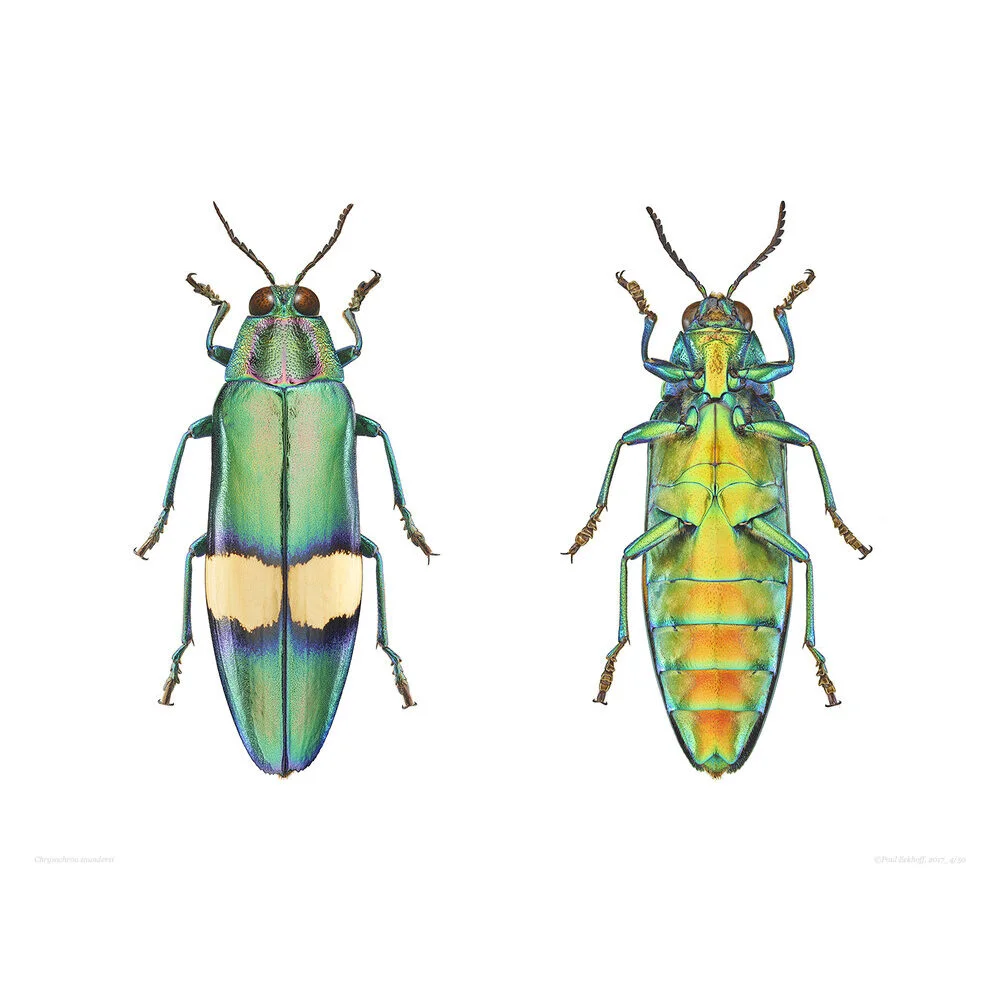 Chrysochroa_Saundersi_DBL.jpg