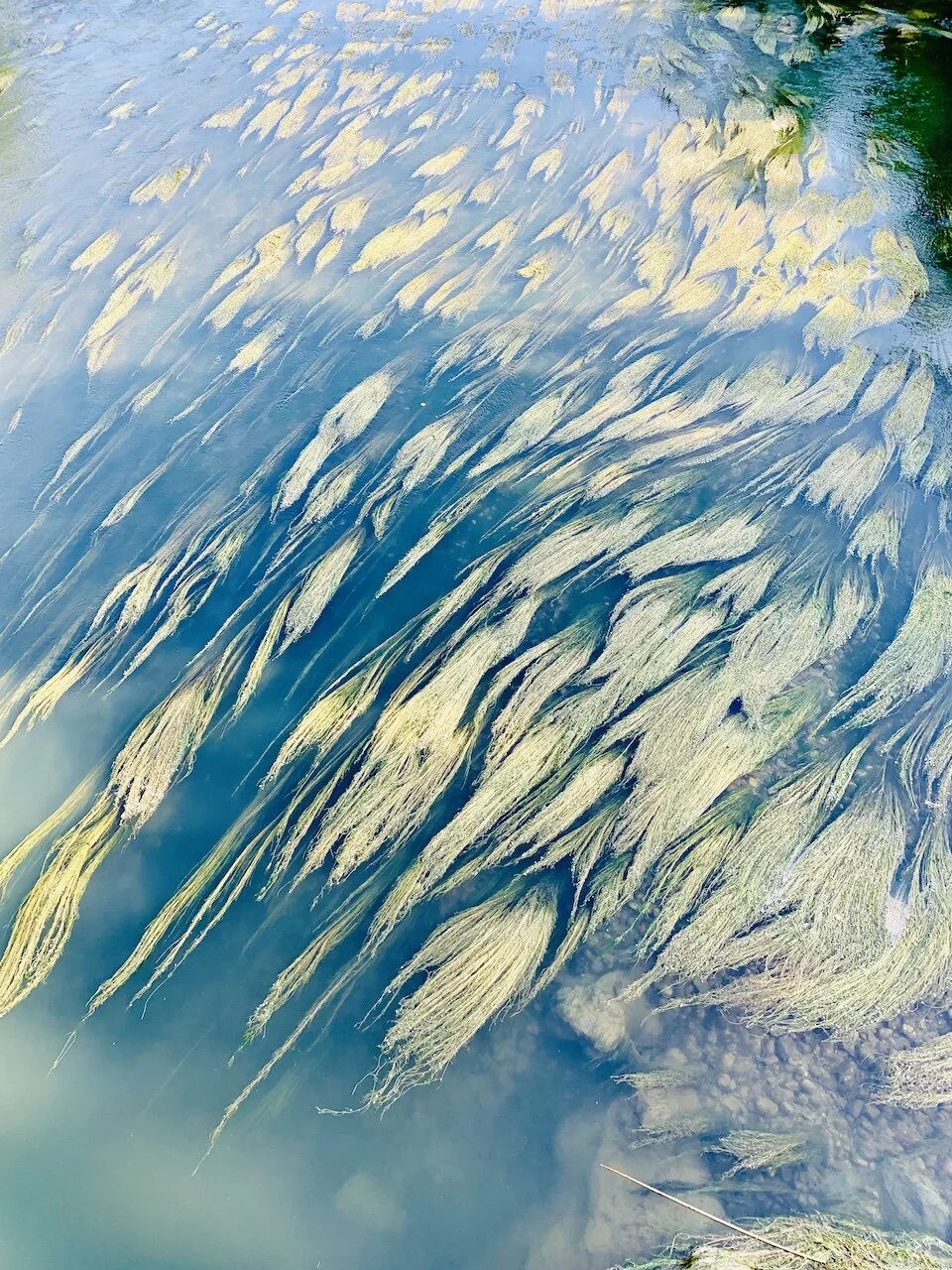 L'arriège algue .jpeg