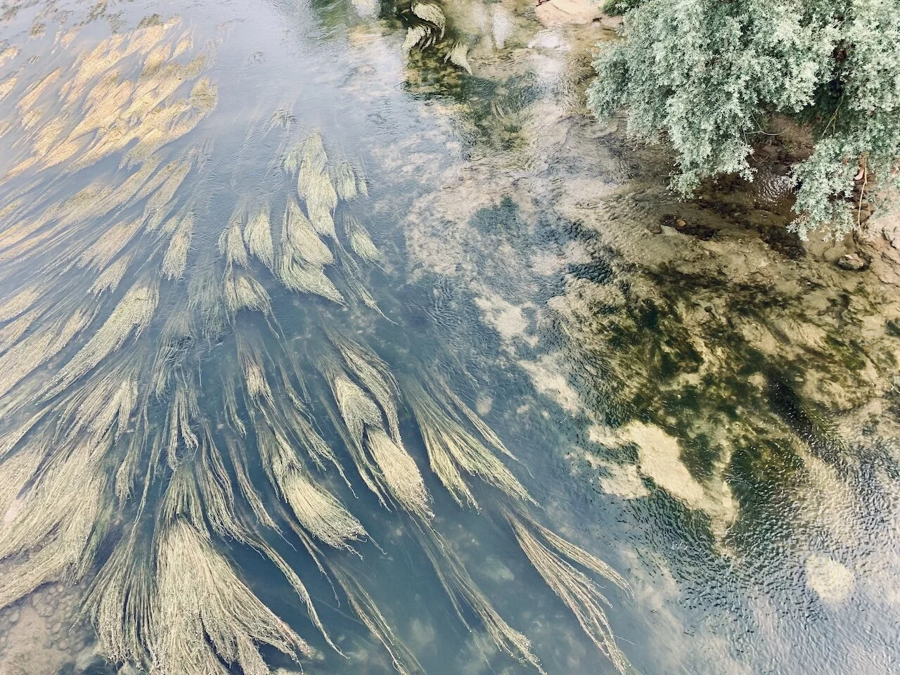 Arriège algue et arbre.jpeg