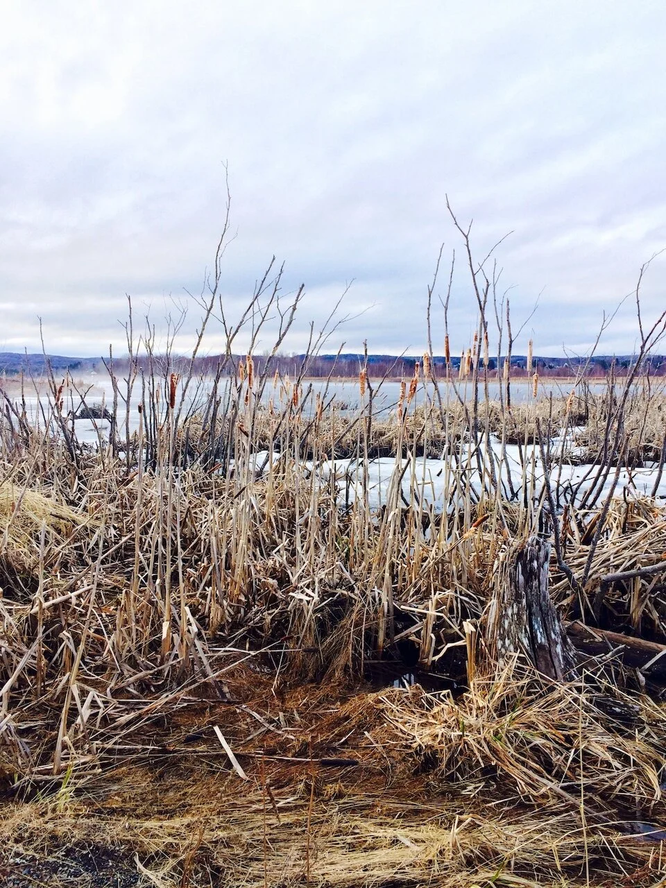 baie des chaleur en mai .jpeg