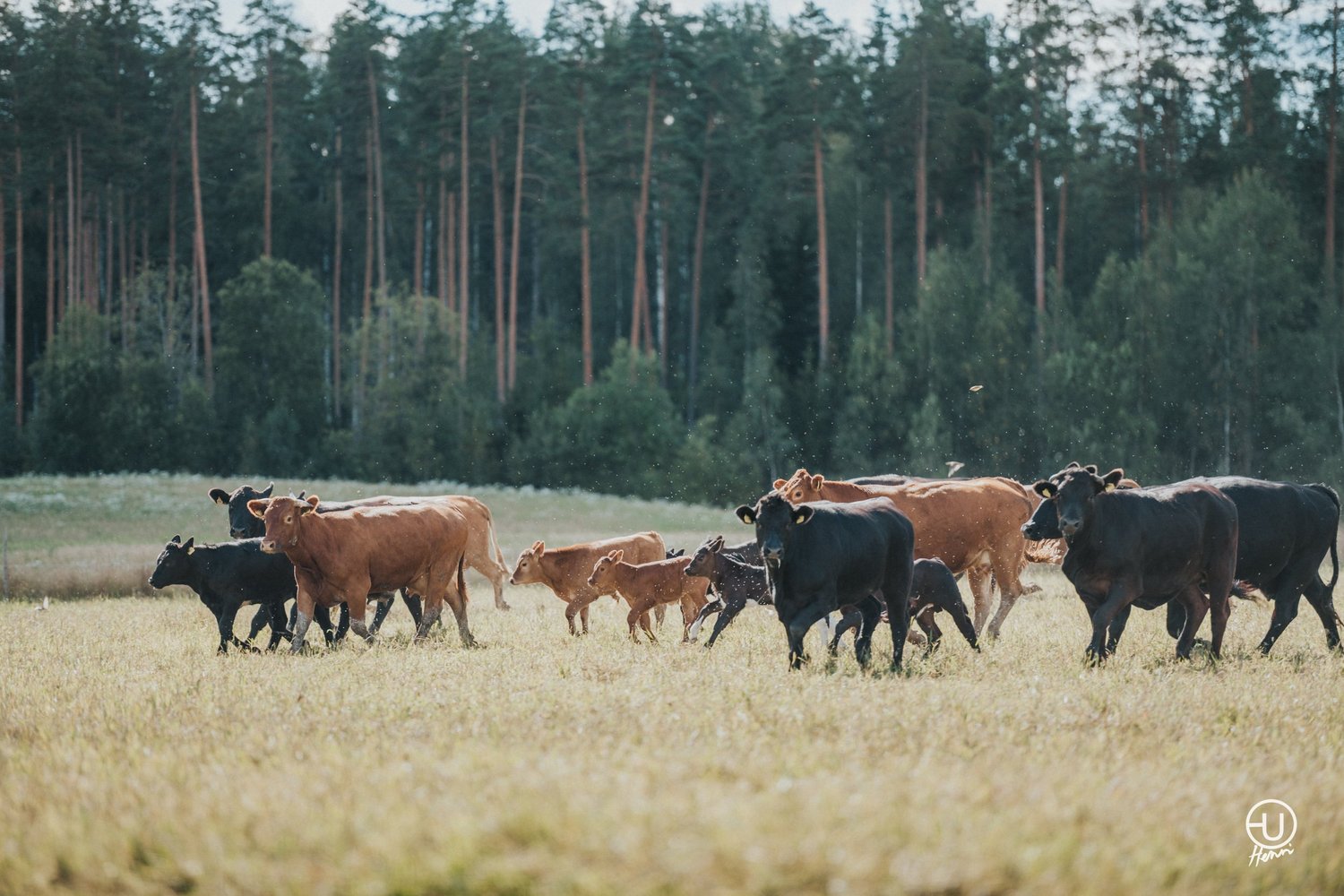 Uotiloiden mustia ja ruskeita Angus Limousin -nautoja pellolla metsän reunassa