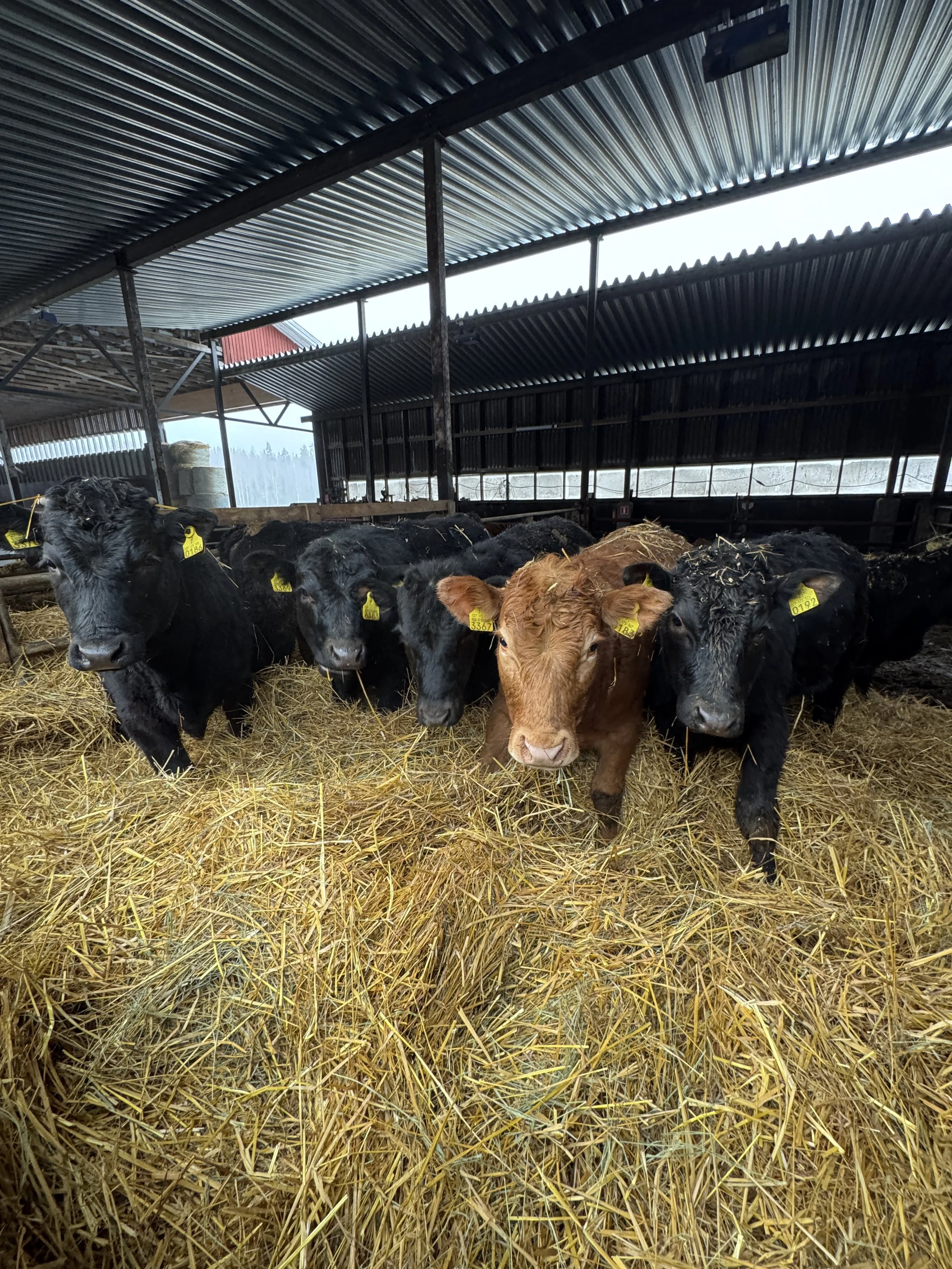 Nuorisoa uusilla pehkuilla!