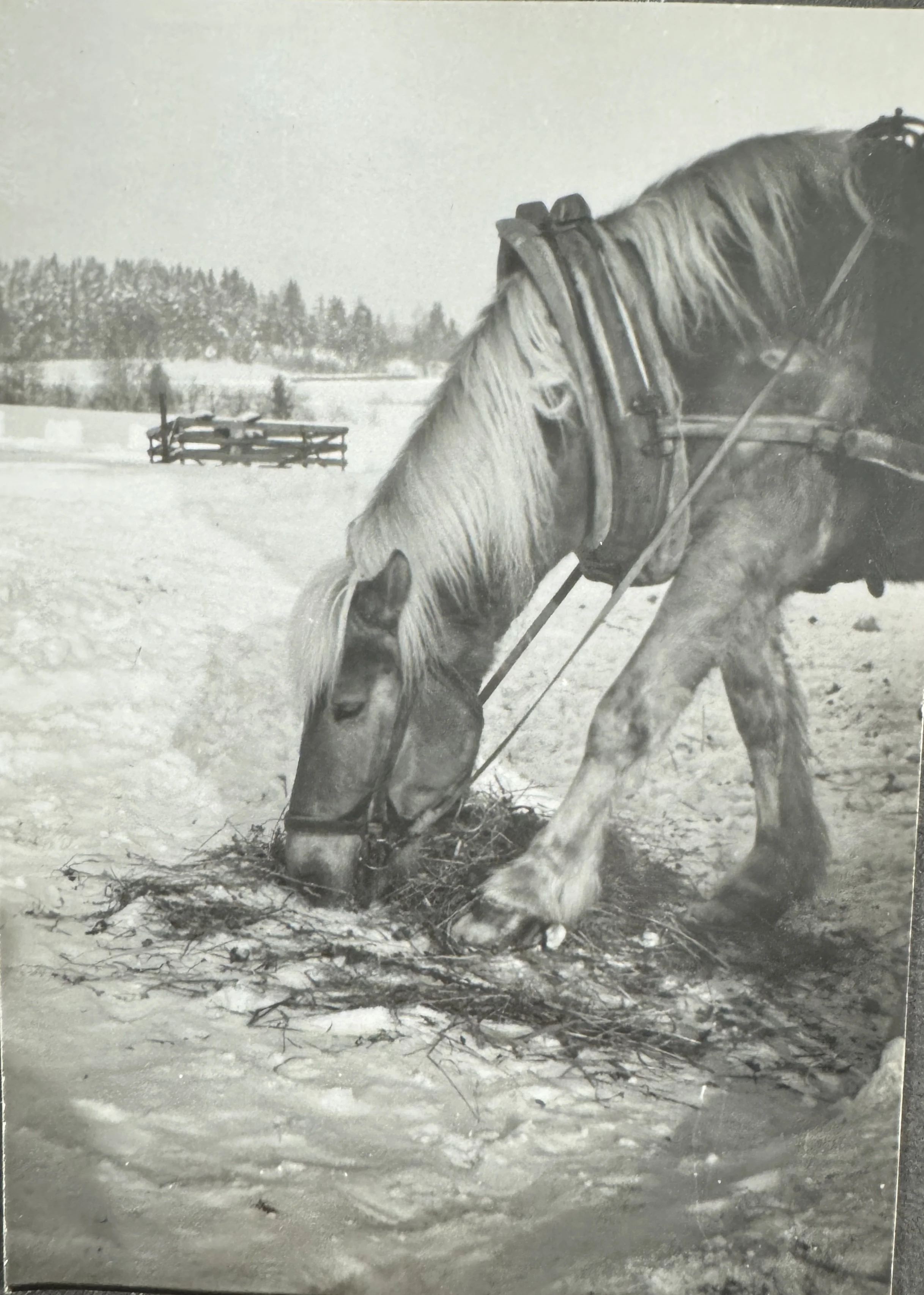 Kuvassa tilan viimeinen työhevonen Vesa 1960-luvulla myllyllä parkissa.