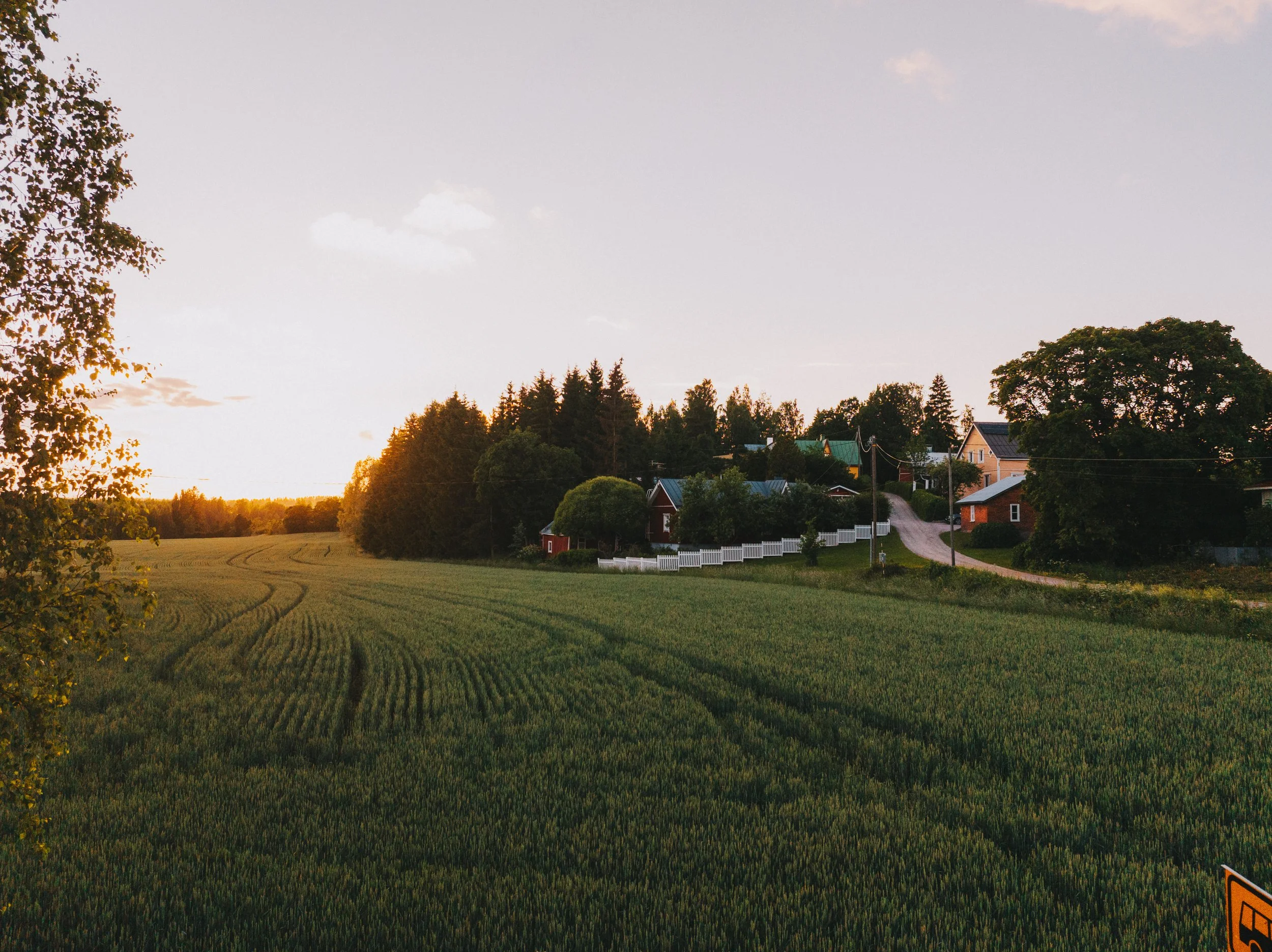 Syysvehnä hyvässä kasvussa