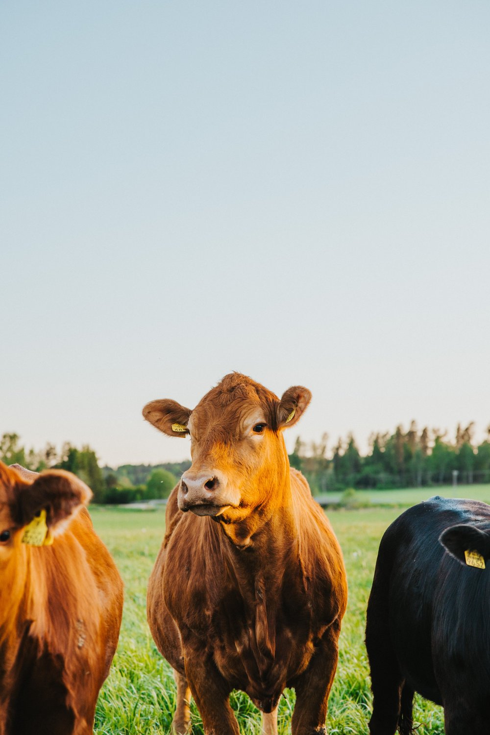 Kullanruskea Limousin-nauta laitumella