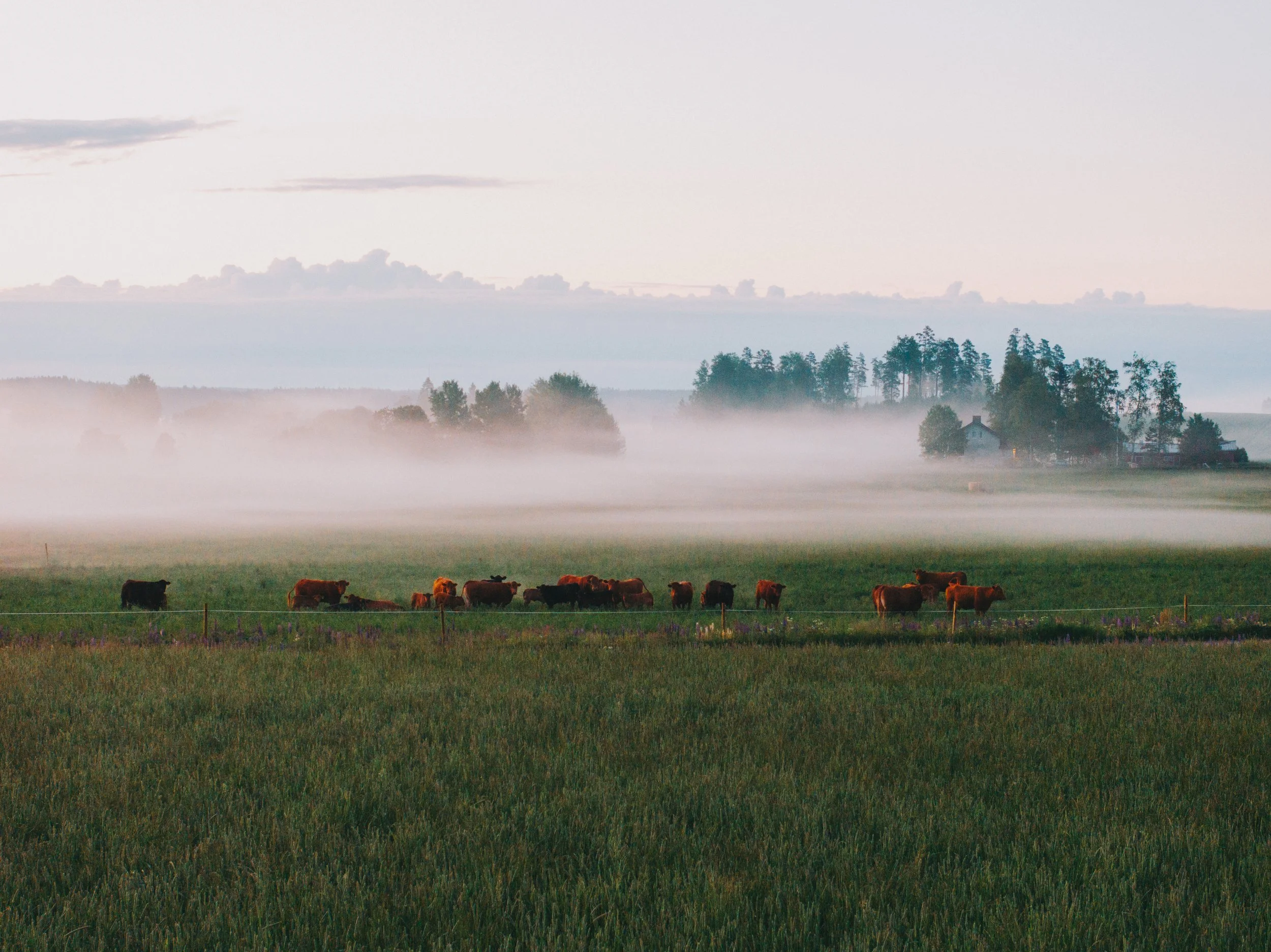 Kesäkuinen usva laitumella