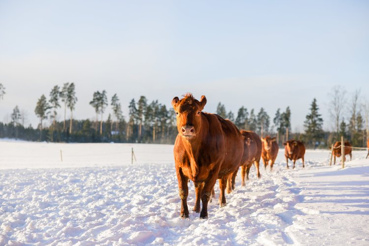 Ruskeat emot kävelevät jonossa lumisella pellolla