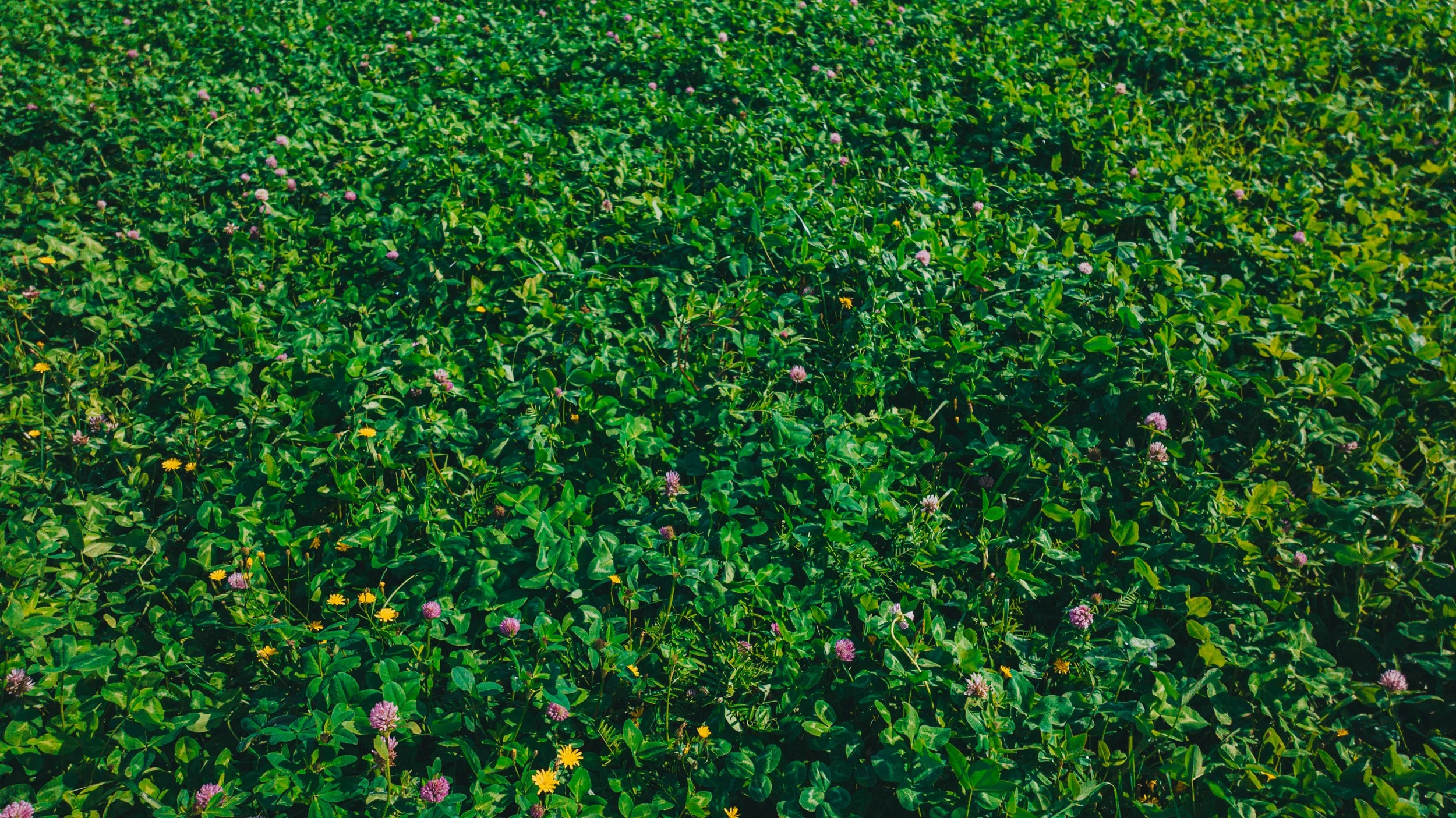 DJI_0411.jpg