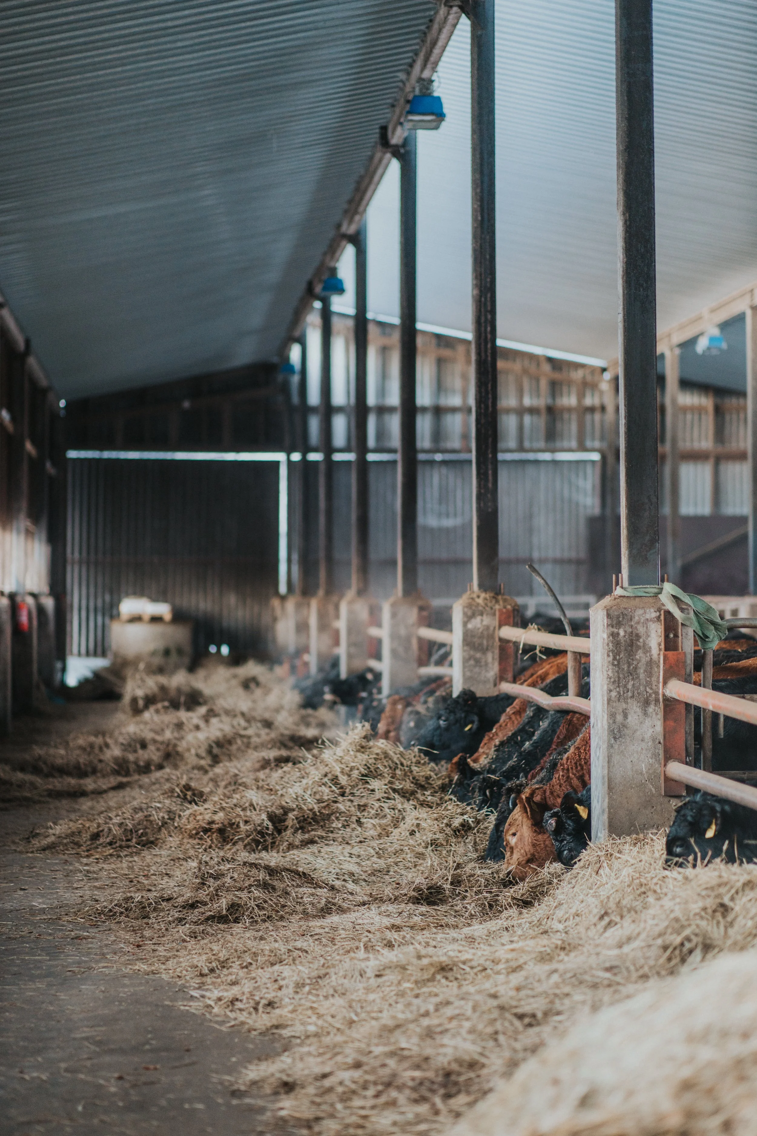 Reilusti evästä edessä!