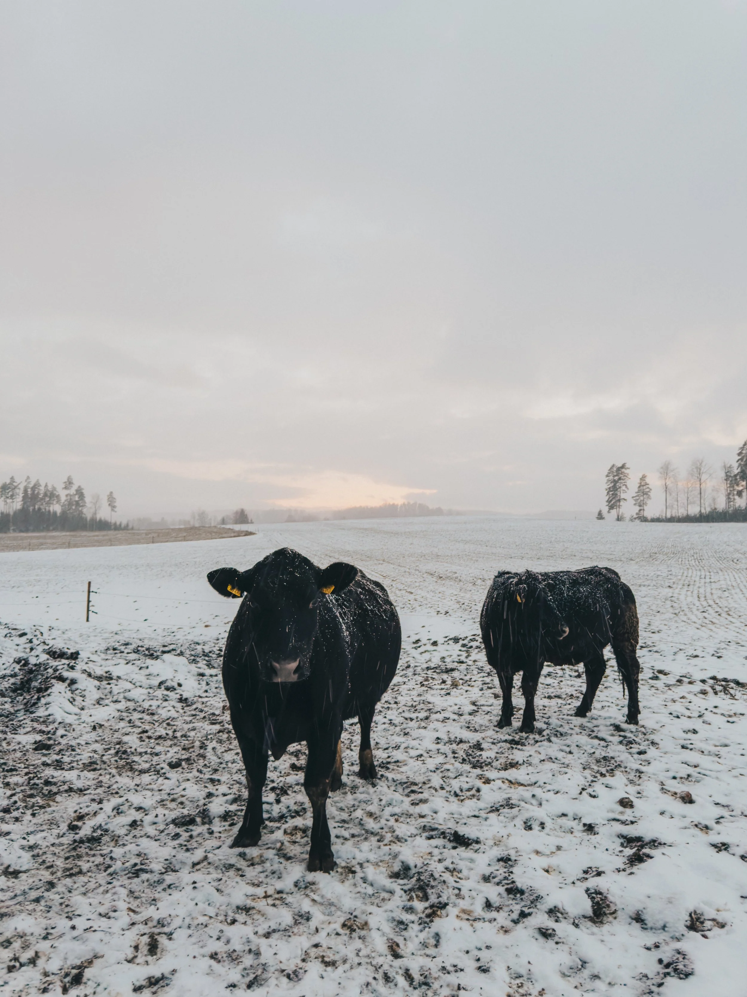 Ulkoilua talvella lumisessa maisemassa 