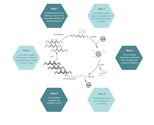 Clickmer Systems — APIS Assay Technologies Ltd