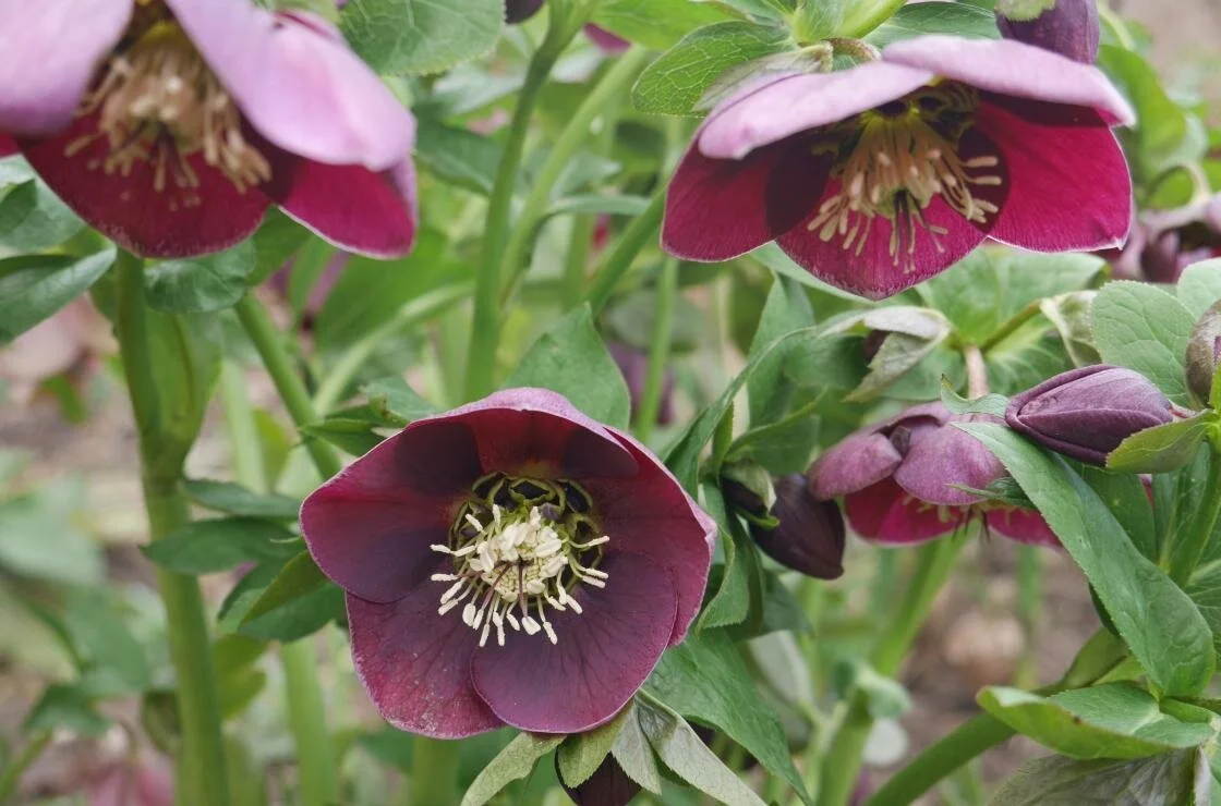 Hellebores