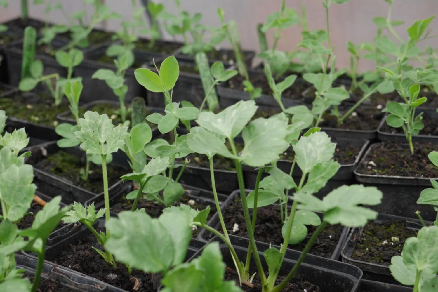 young sweet peas and ranunculus.jpeg