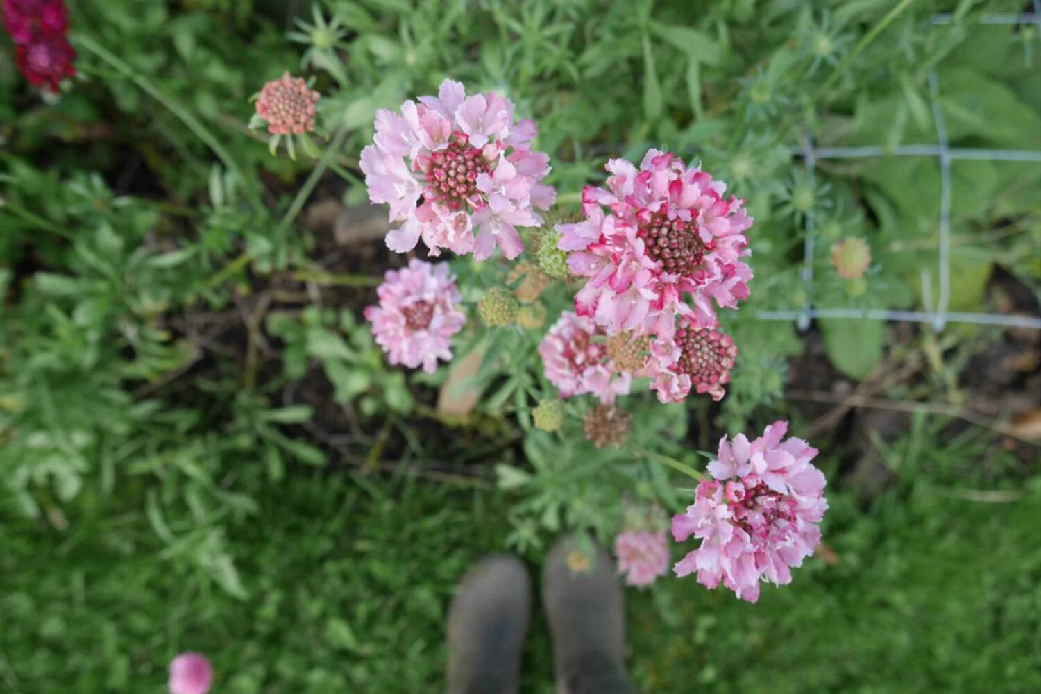 pink scabious.jpeg